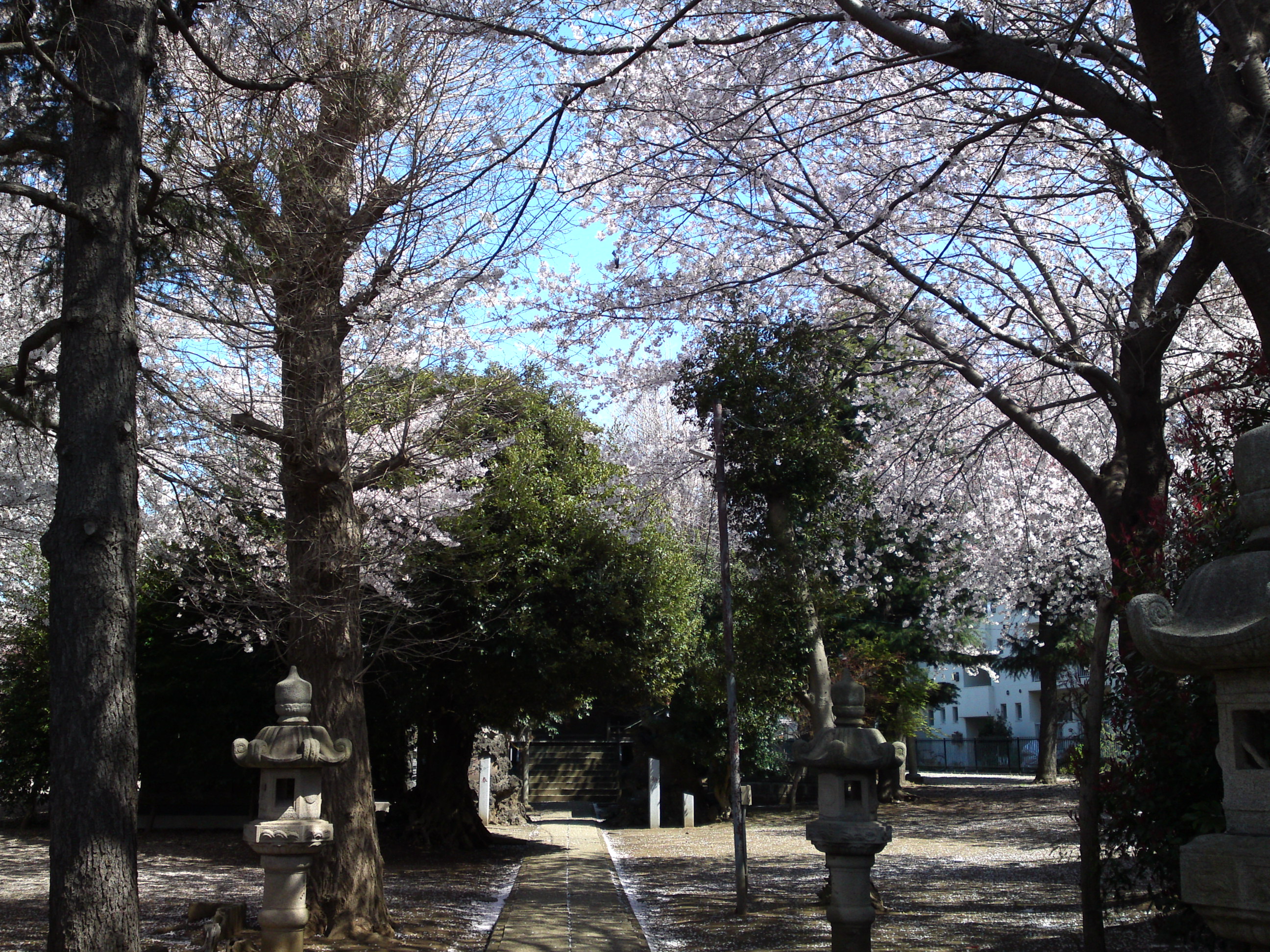 2019年春桜の花咲く曽谷春日神社３