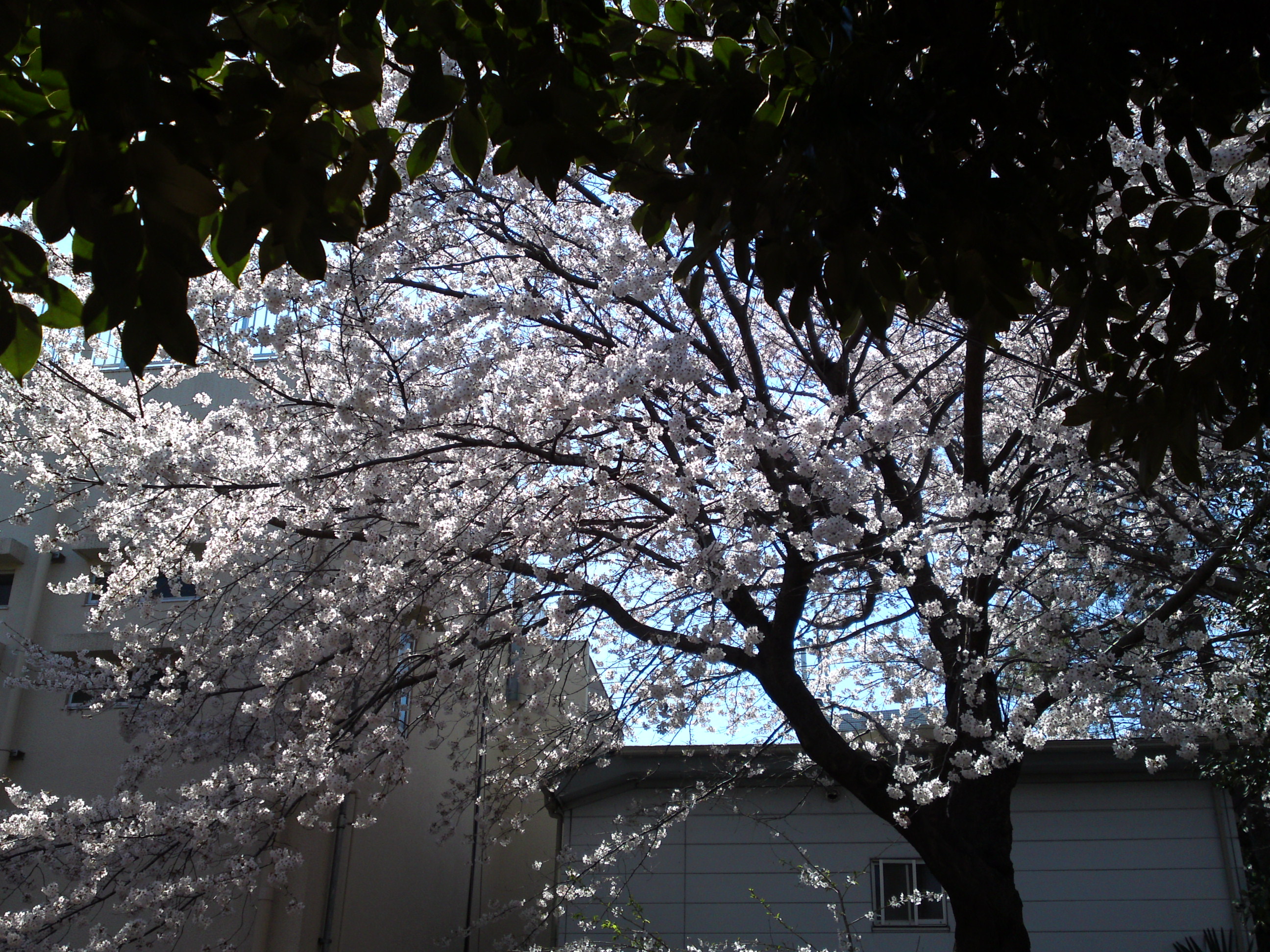 2019年春桜の花咲く曽谷春日神社３１
