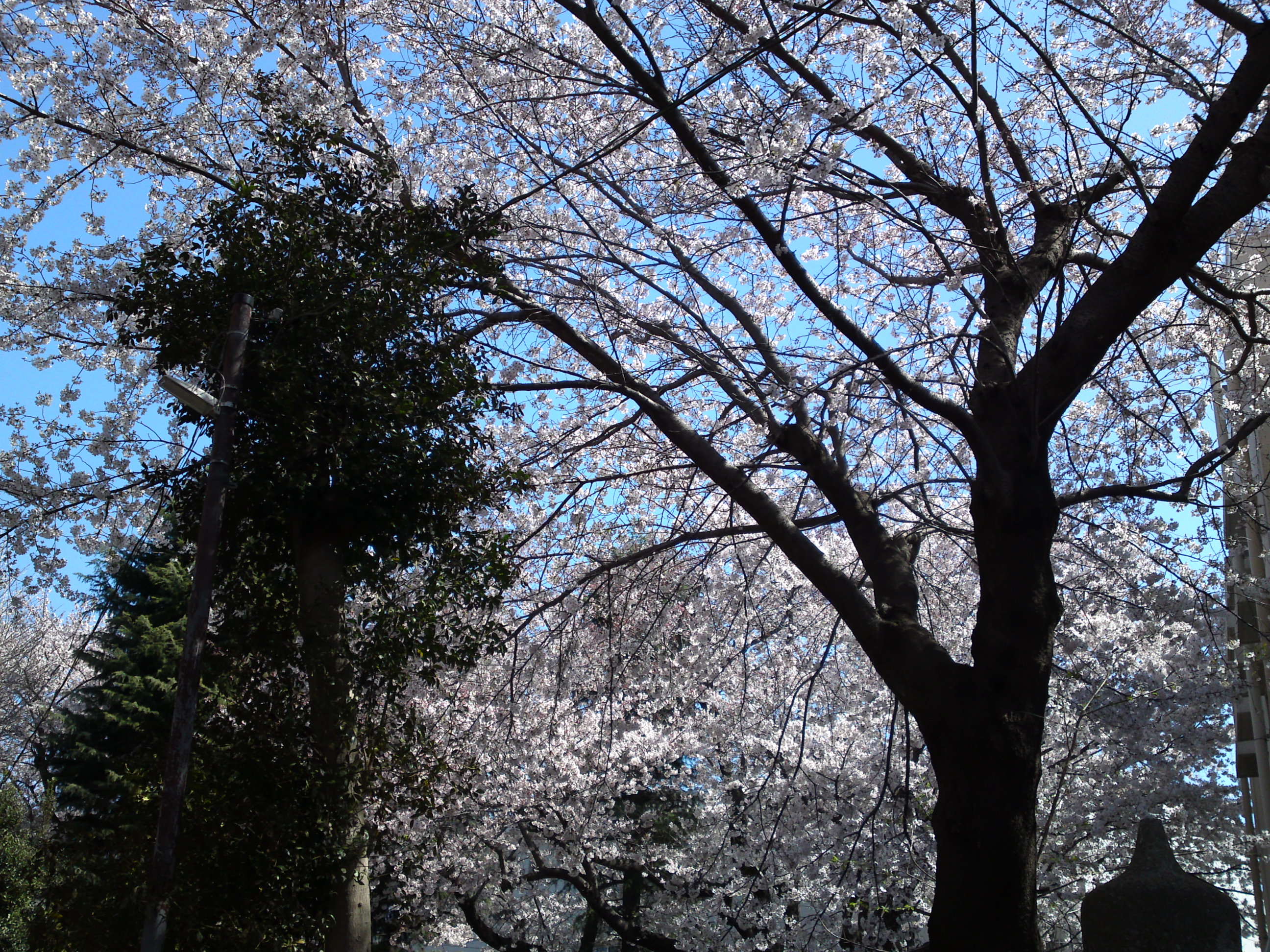 2019年春桜の花咲く曽谷春日神社４