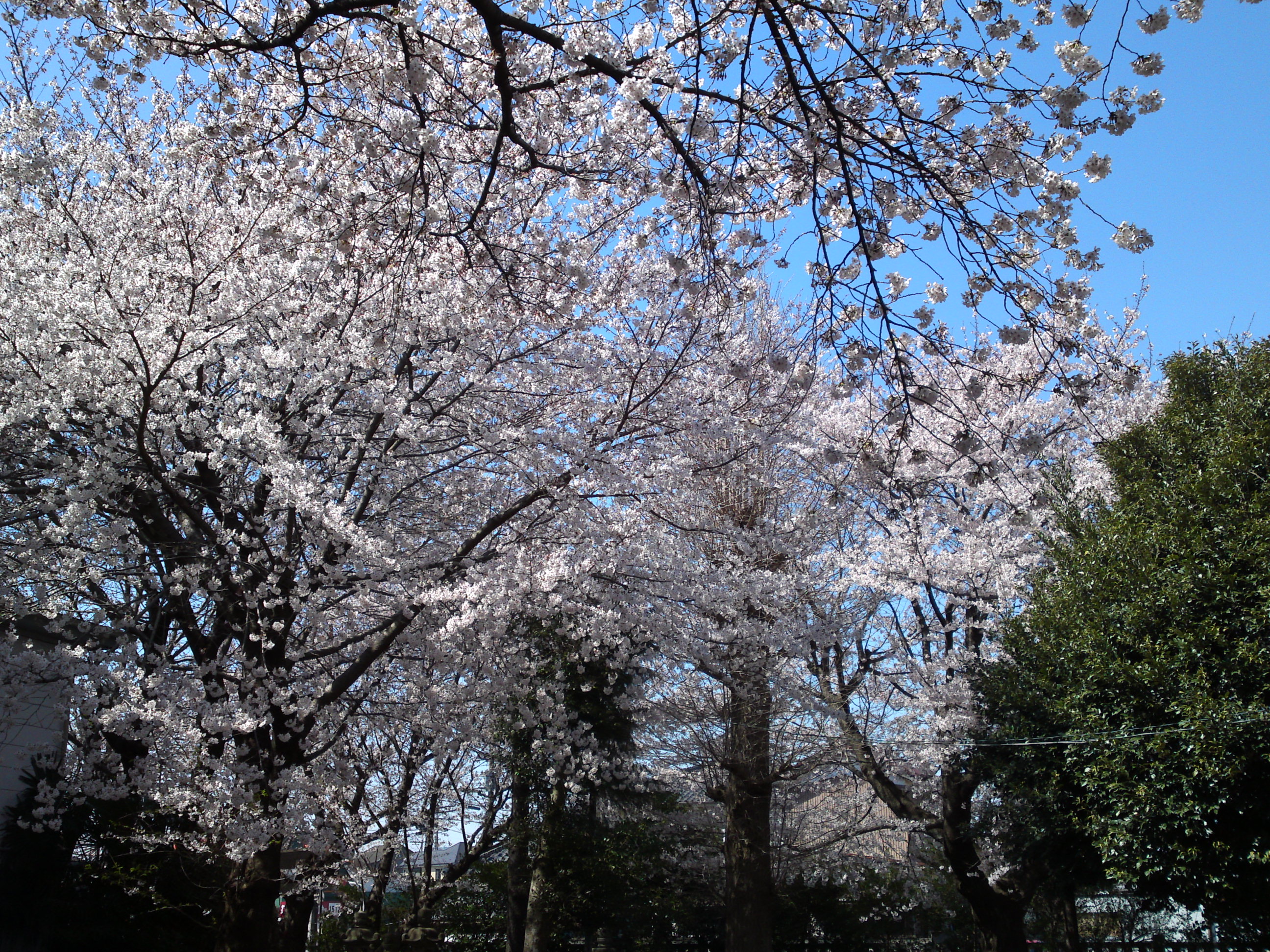 2019年春桜の花咲く曽谷春日神社６