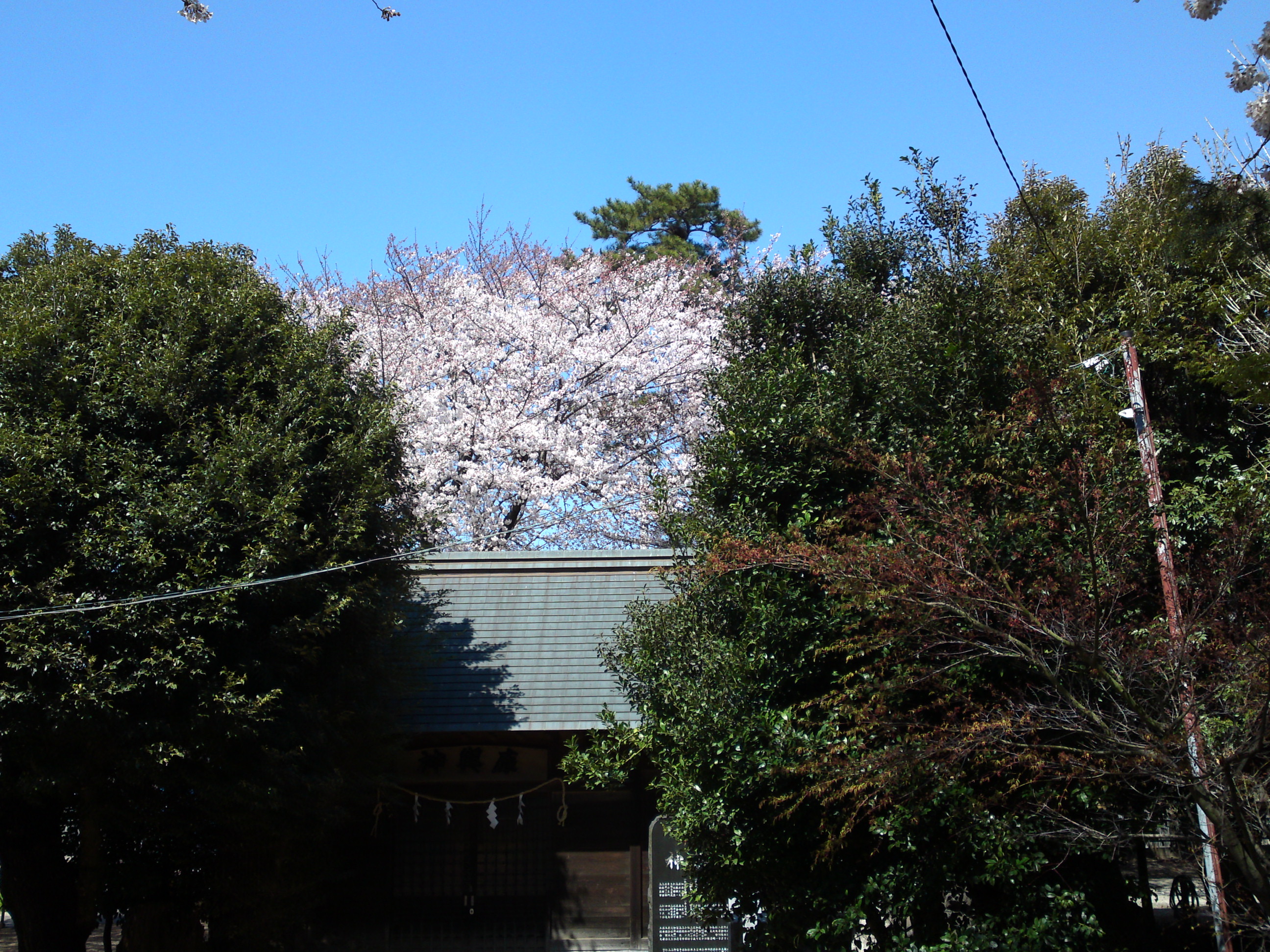 2019年春桜の花咲く曽谷春日神社７