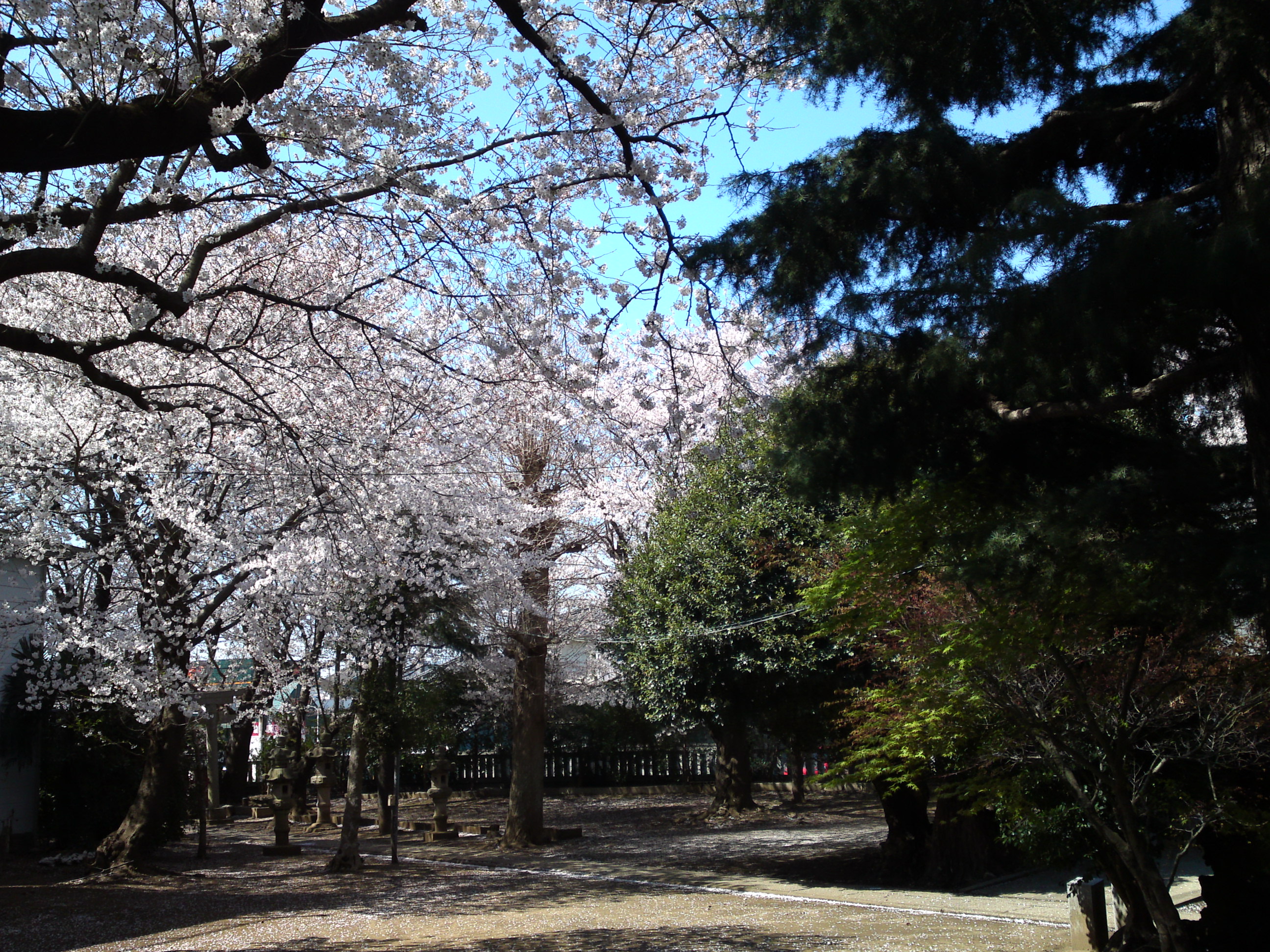2019年春桜の花咲く曽谷春日神社８