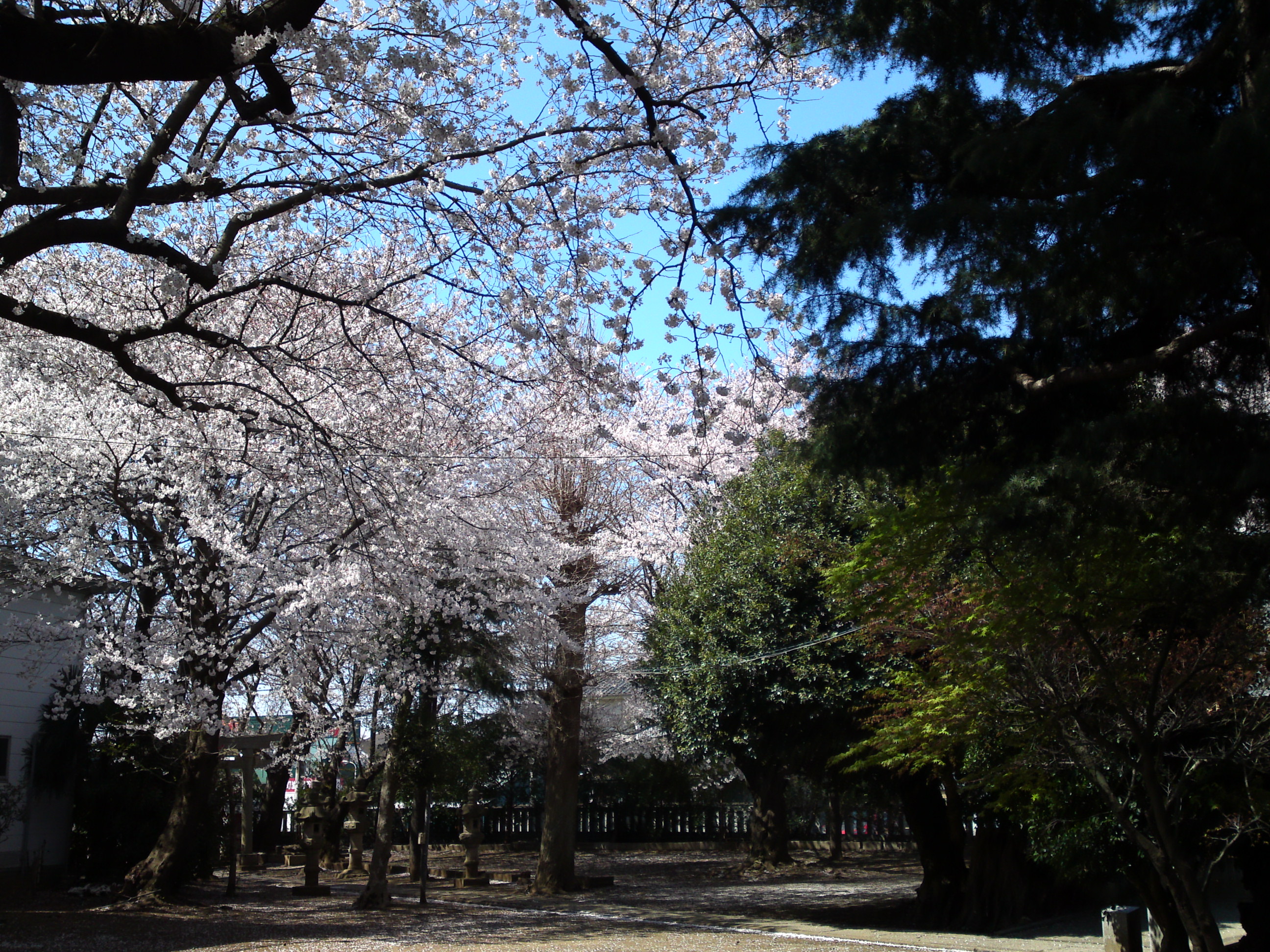 2019年春桜の花咲く曽谷春日神社９