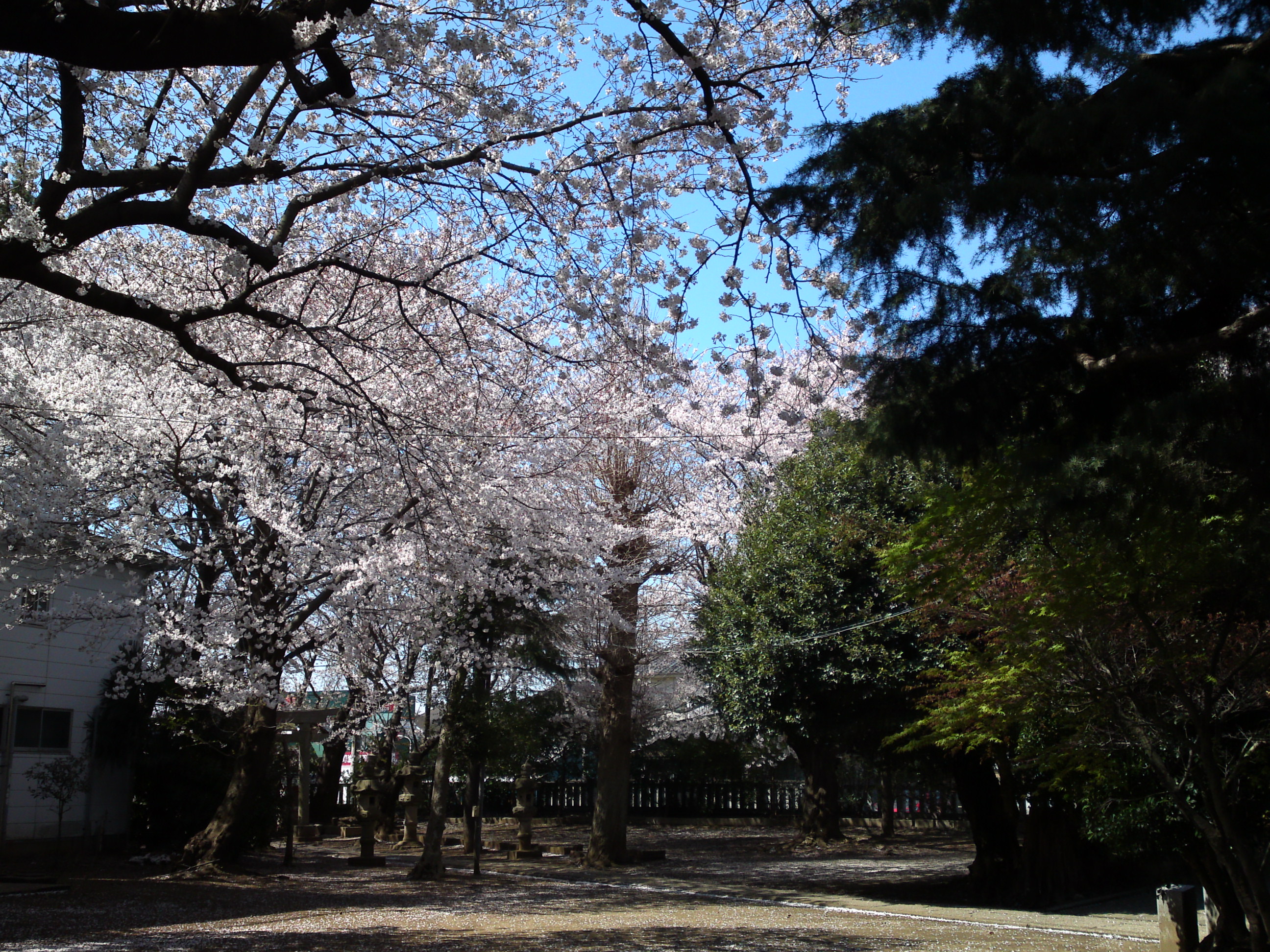 2019年春桜の花咲く曽谷春日神社１０