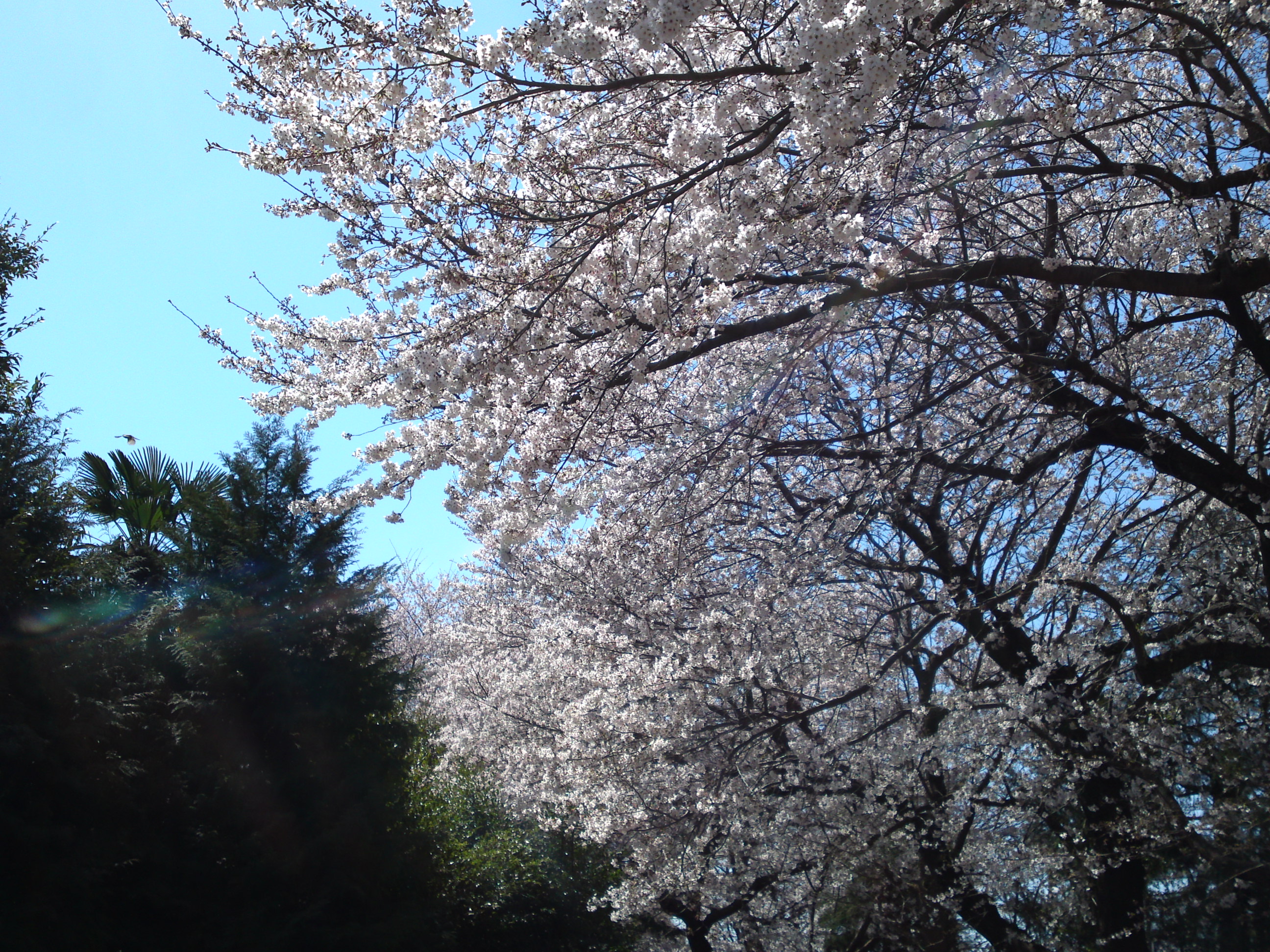 2019年春桜の花咲く曽谷春日神社１２
