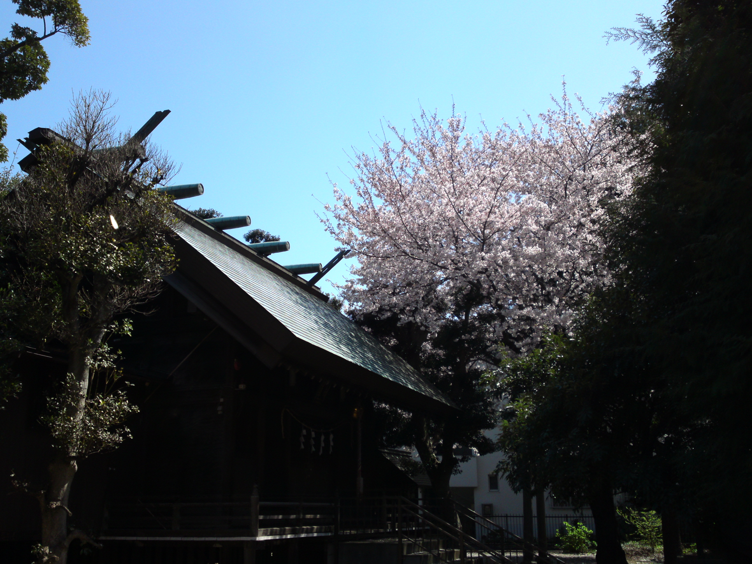 2019年春桜の花咲く曽谷春日神社１３