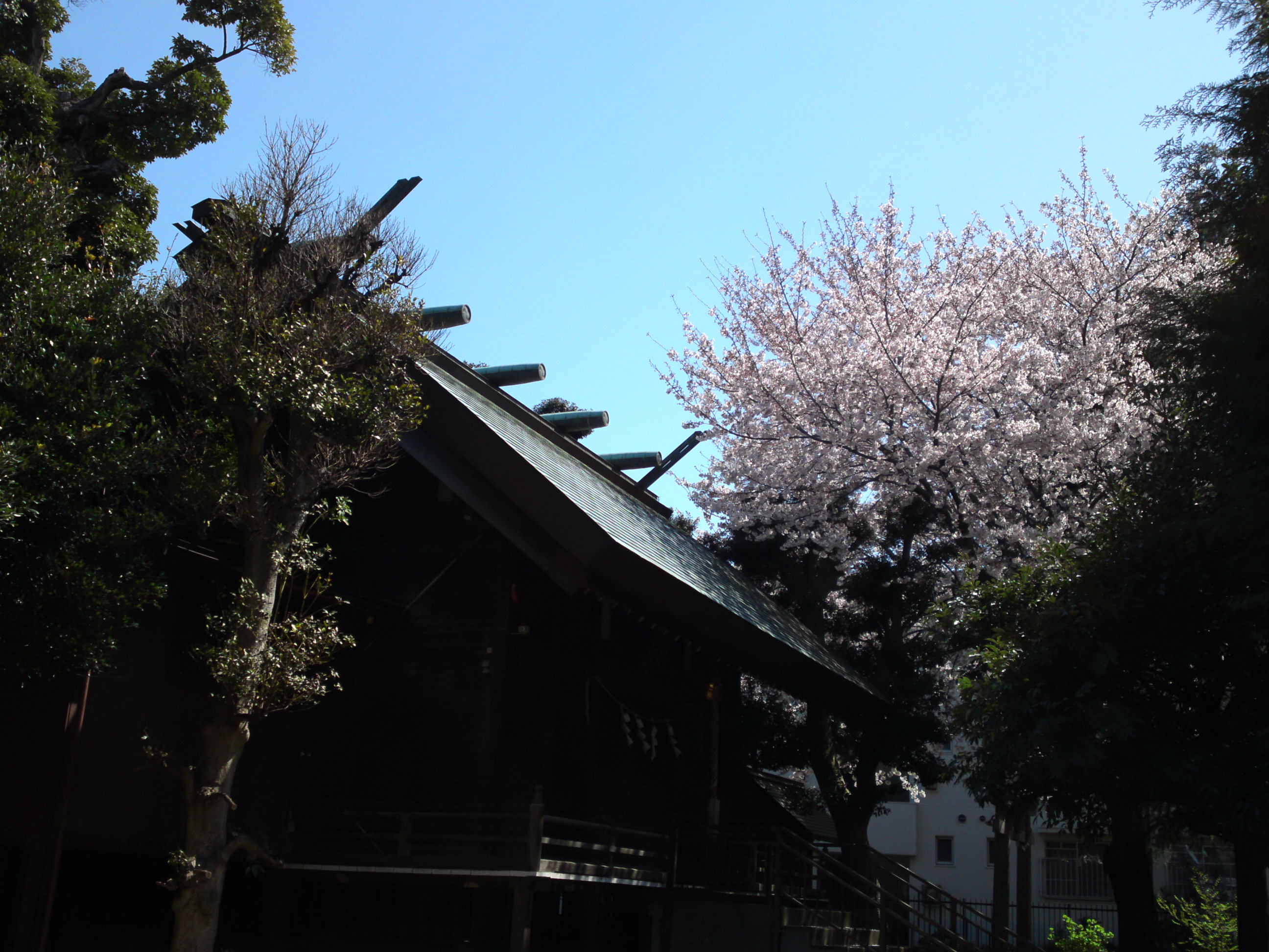 2019年春桜の花咲く曽谷春日神社１４