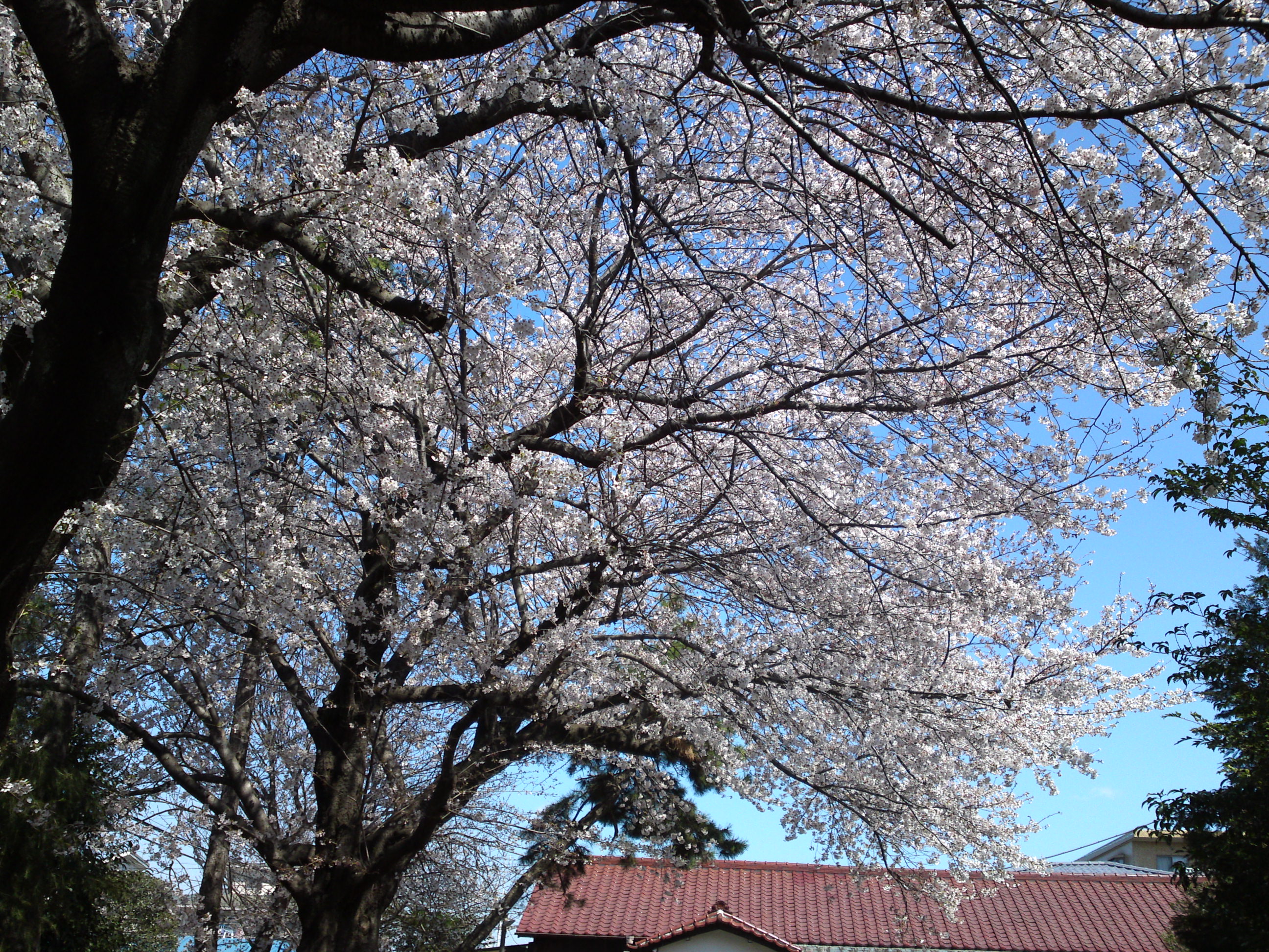 2019年春桜の花咲く曽谷春日神社１５