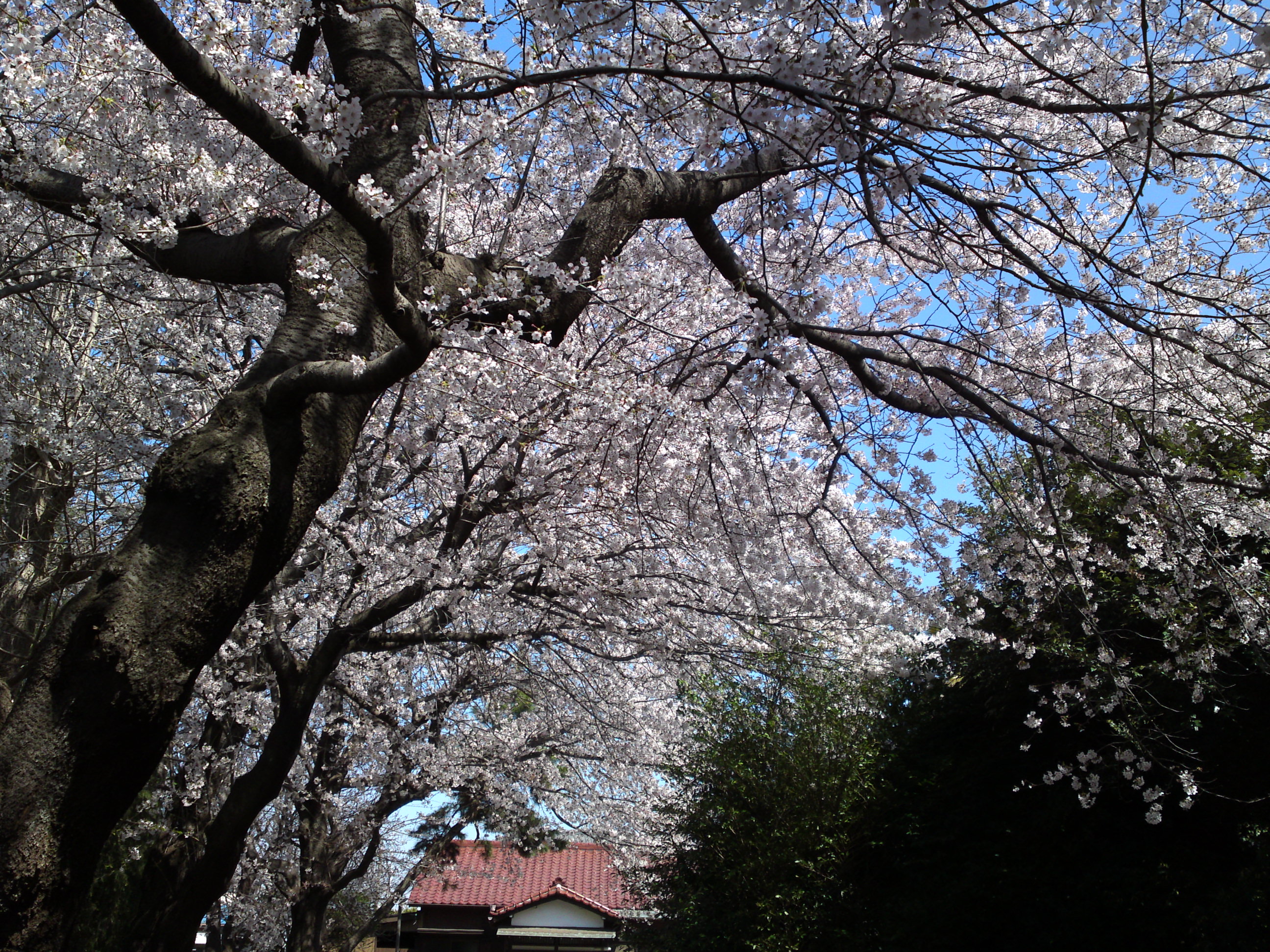 2019年春桜の花咲く曽谷春日神社１６