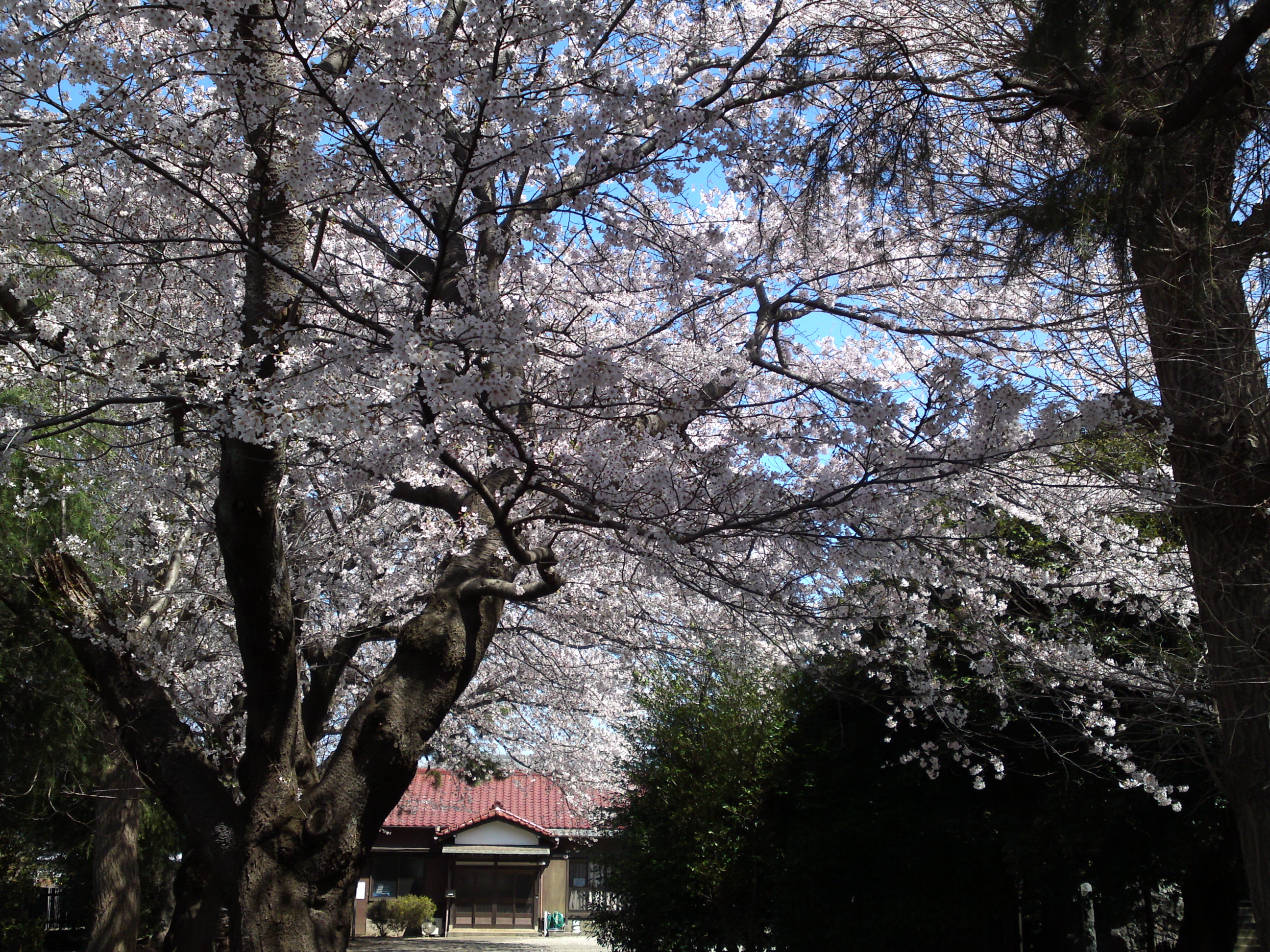 2019年春桜の花咲く曽谷春日神社１７