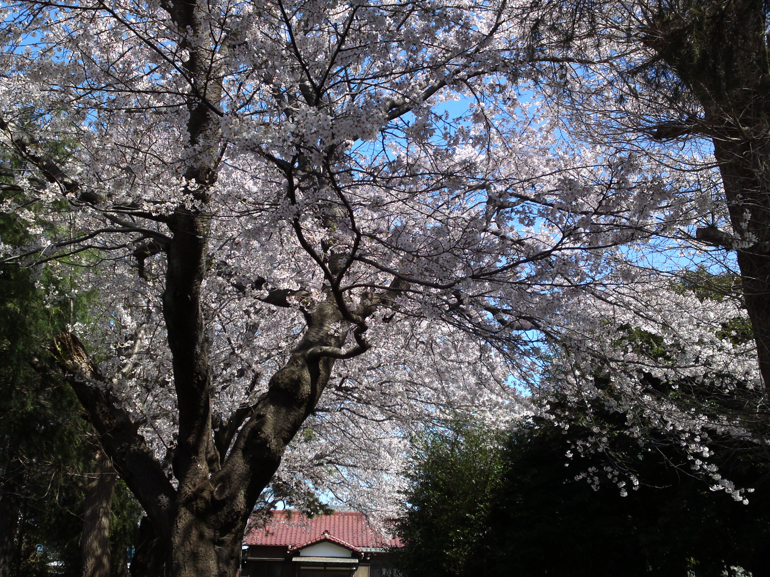 2019年春桜の花咲く曽谷春日神社１８