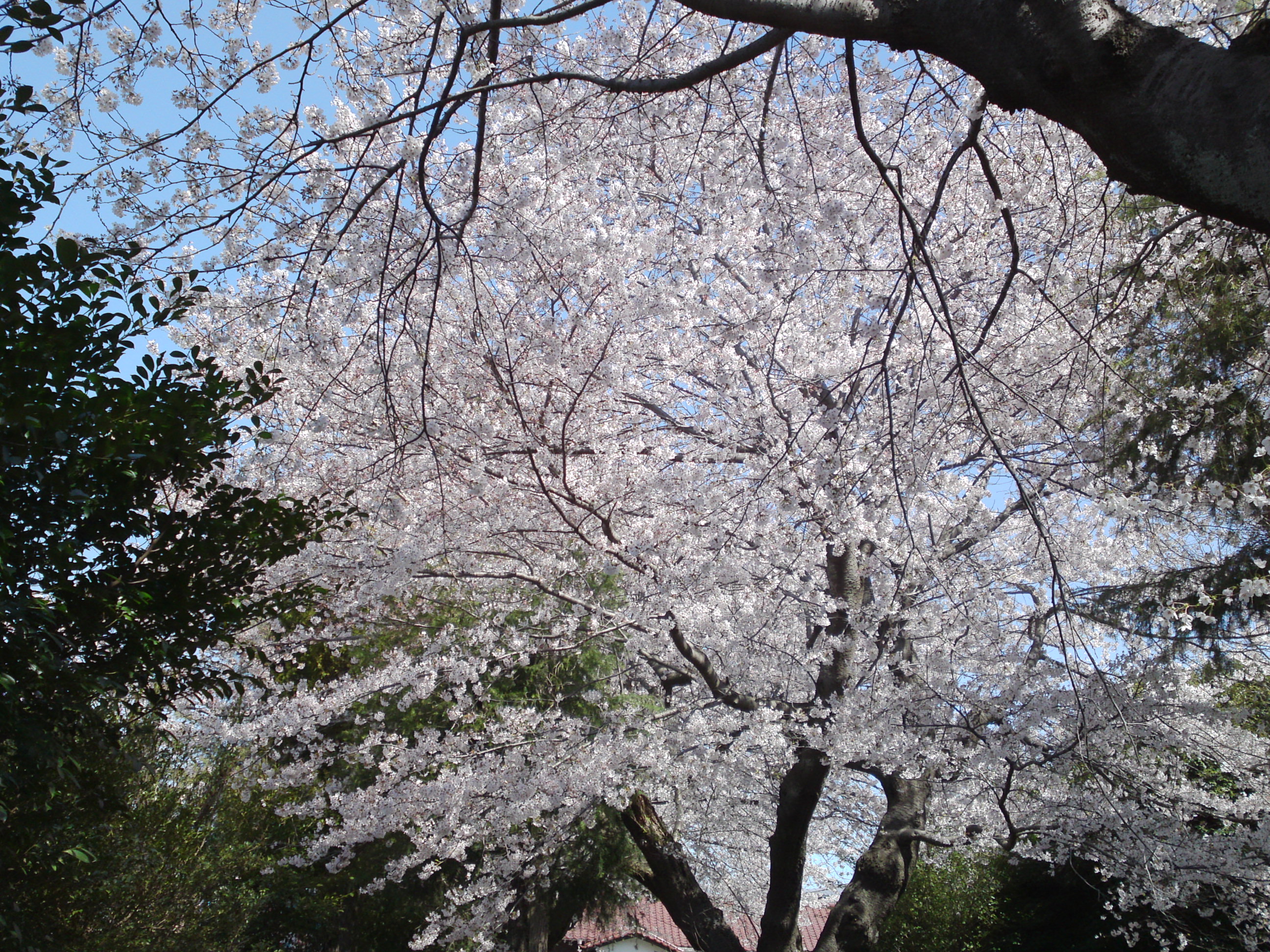 2019年春桜の花咲く曽谷春日神社１９