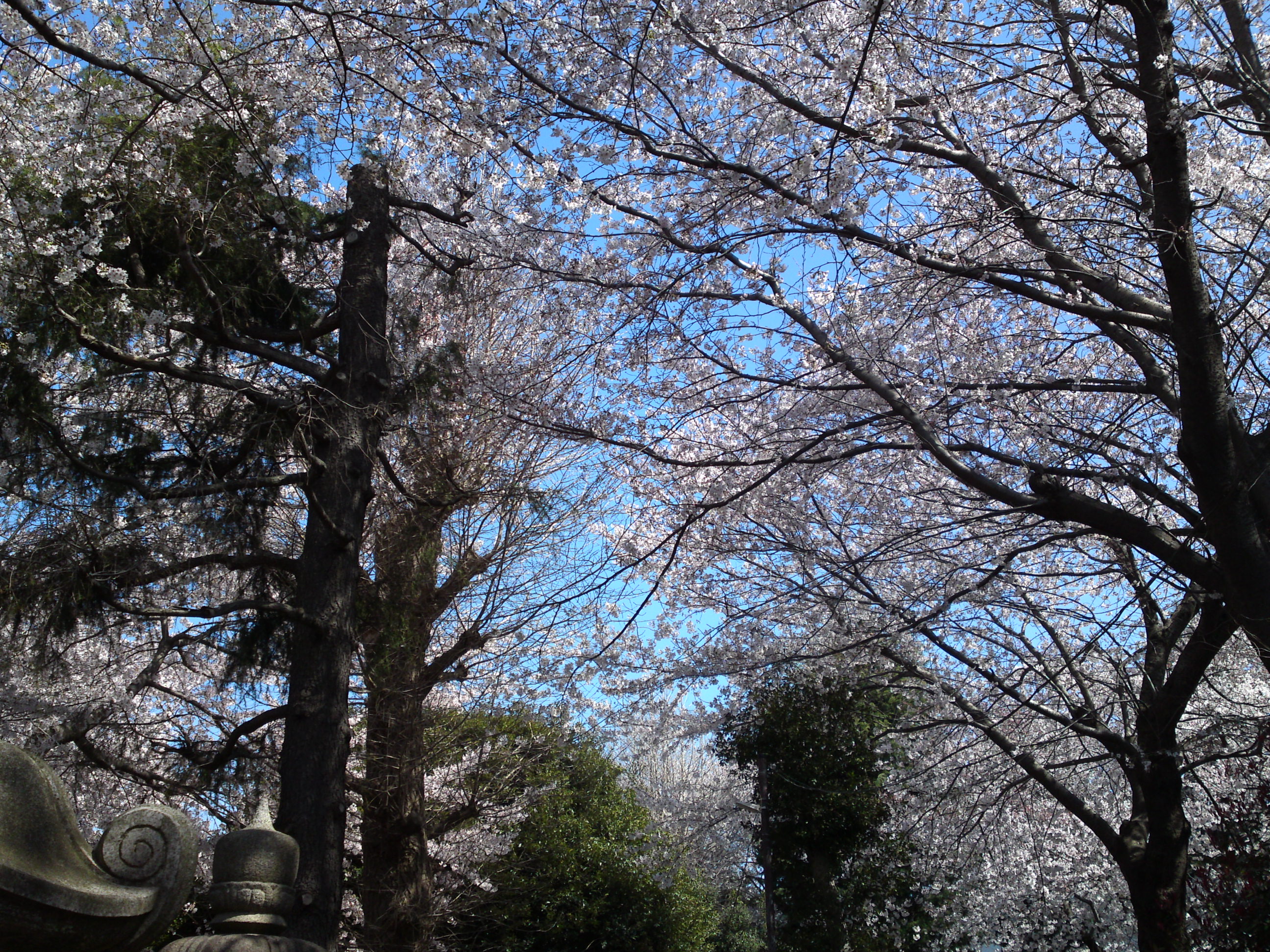 2019年春桜の花咲く曽谷春日神社２０