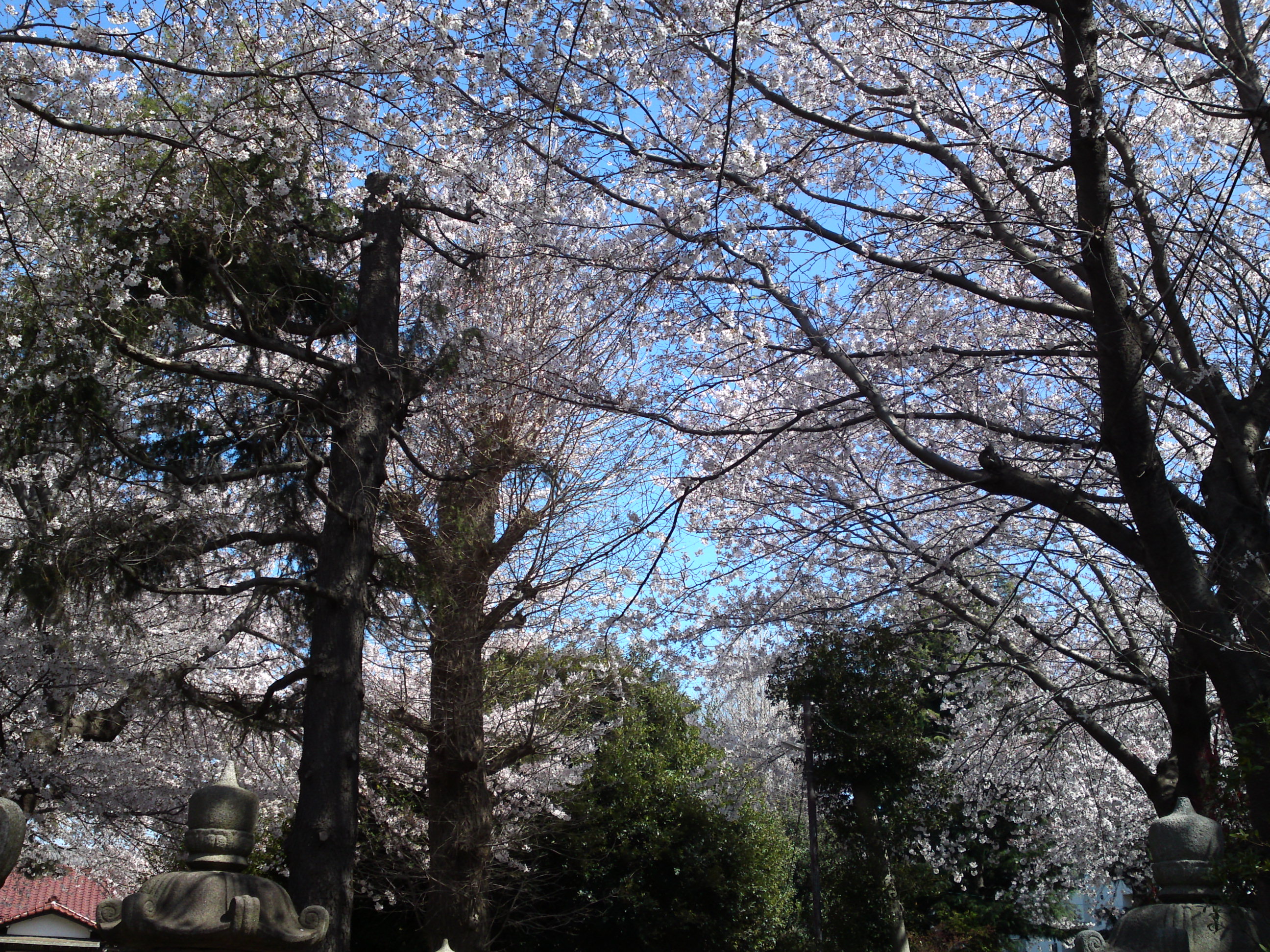 2019年春桜の花咲く曽谷春日神社２１