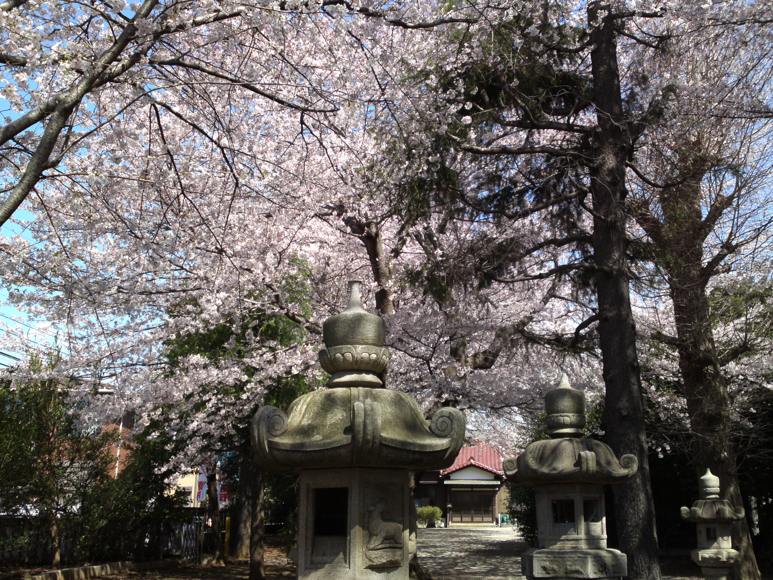 2019年春桜の花咲く曽谷春日神社２２