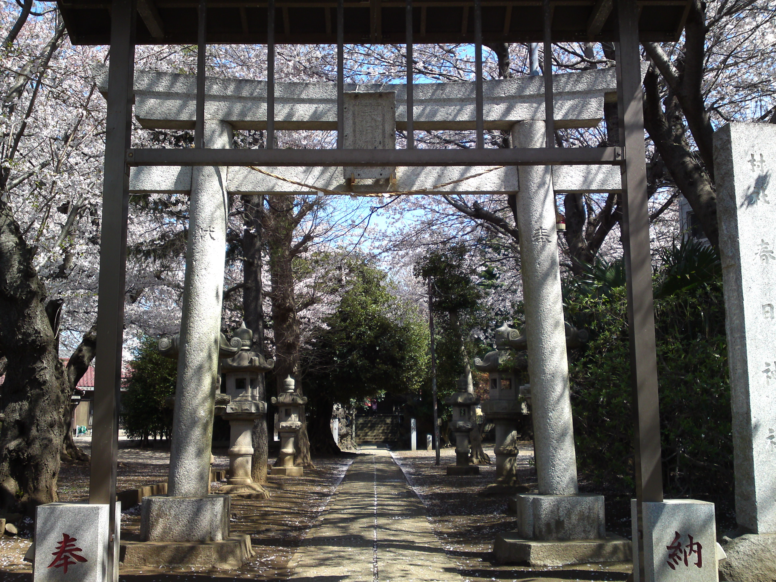 2019年春桜の花咲く曽谷春日神社２３