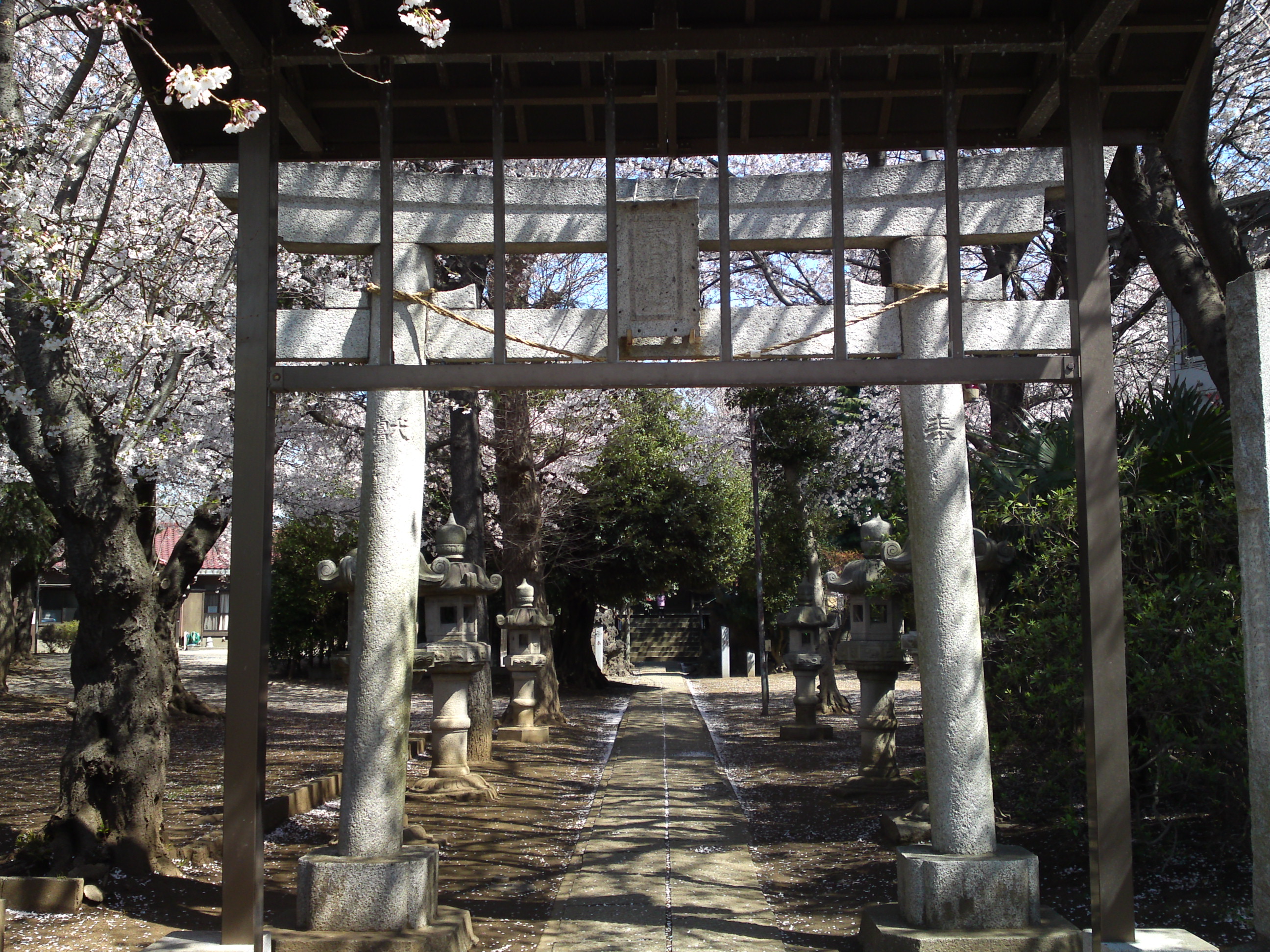 2019年春桜の花咲く曽谷春日神社２５