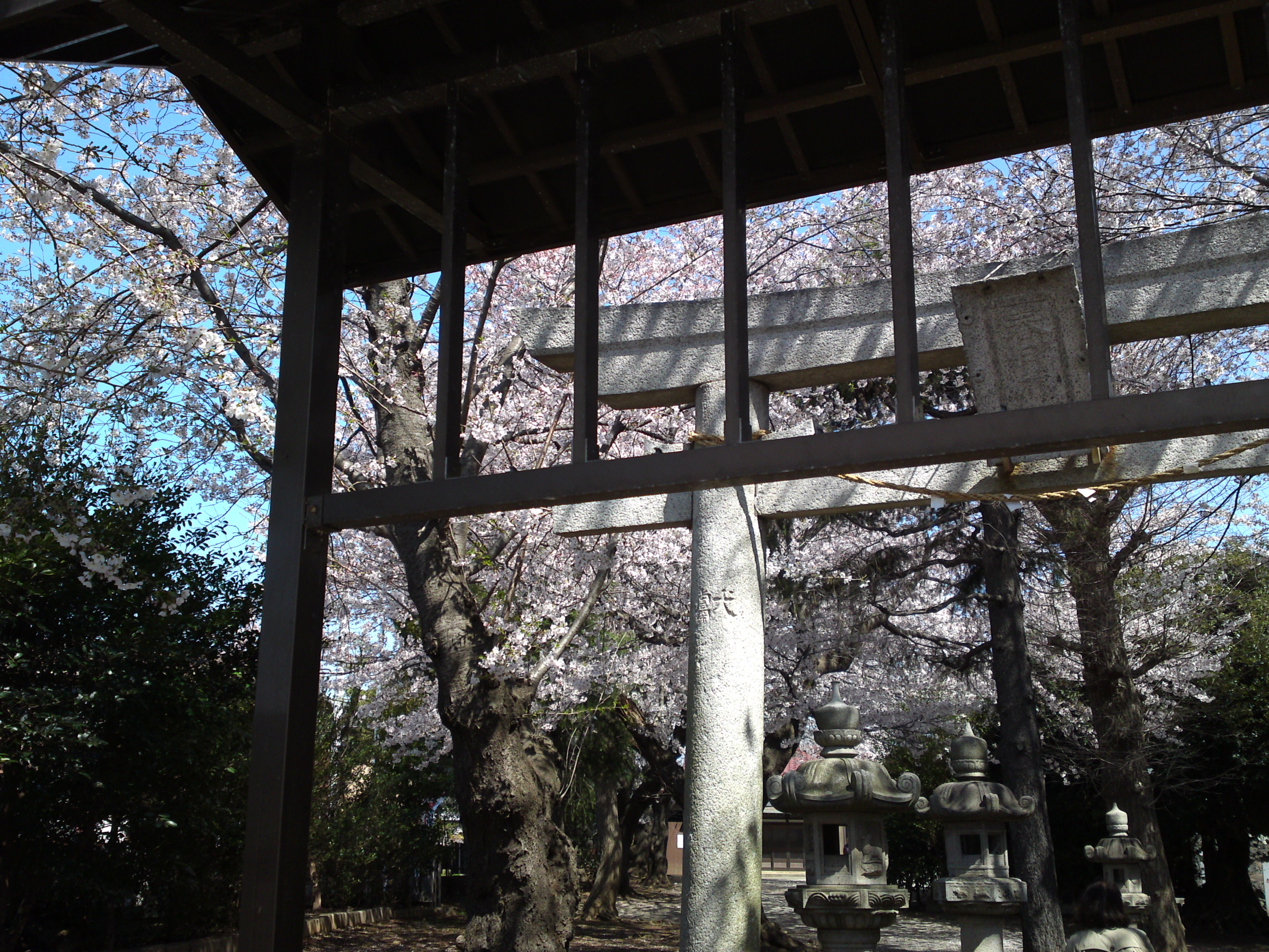 2019年春桜の花咲く曽谷春日神社２６