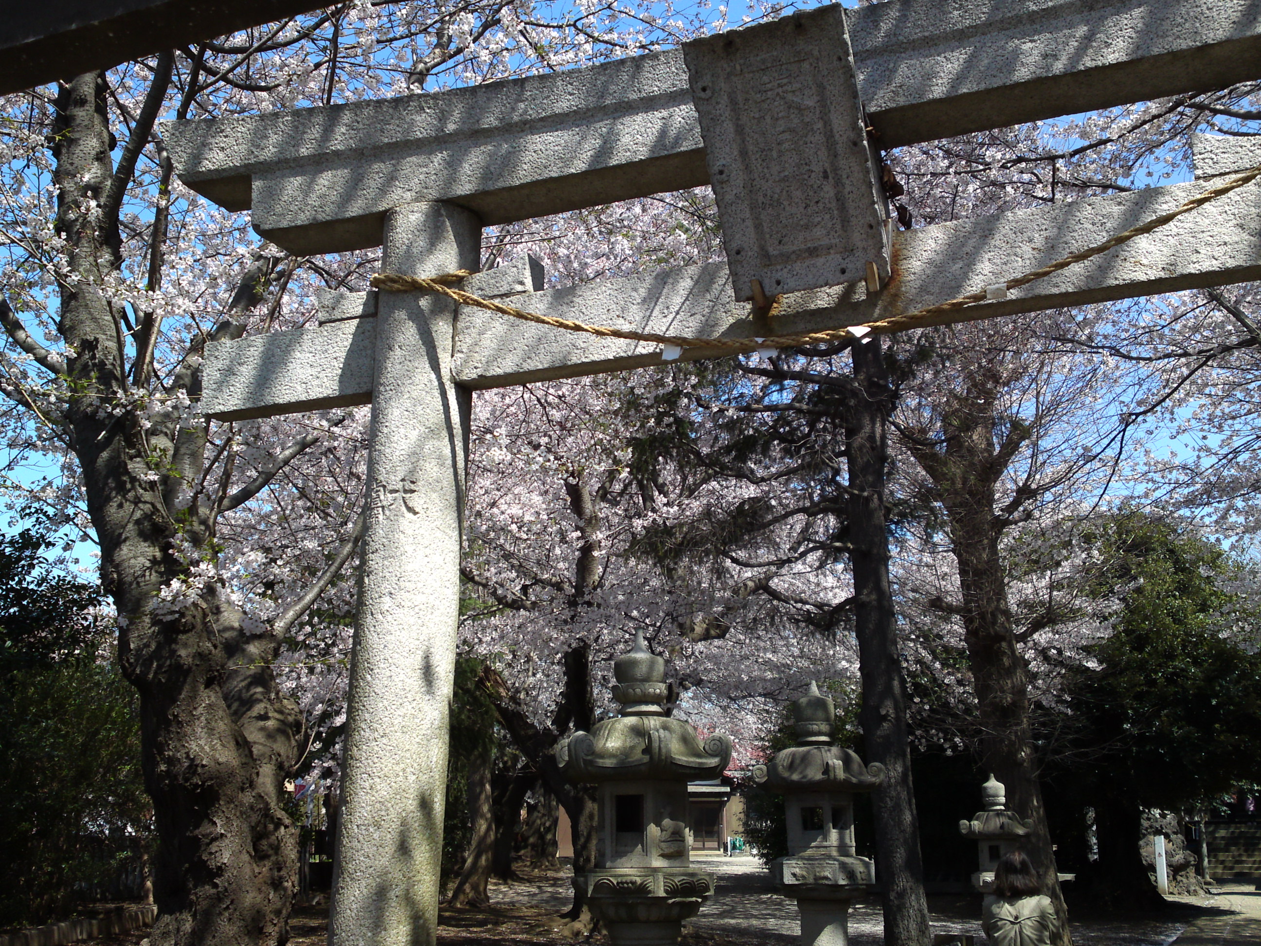 2019年春桜の花咲く曽谷春日神社２７