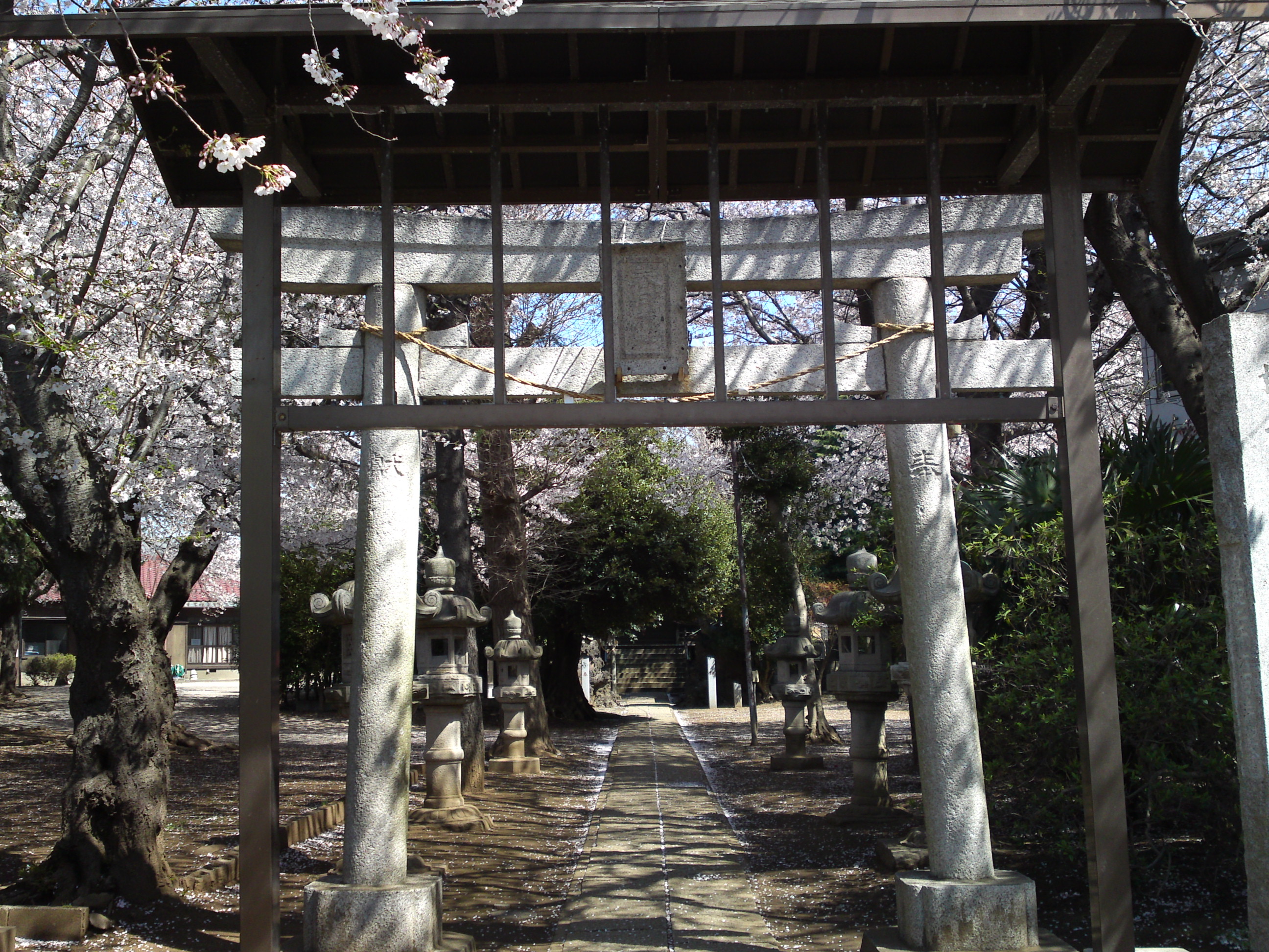 2019年春桜の花咲く曽谷春日神社２８