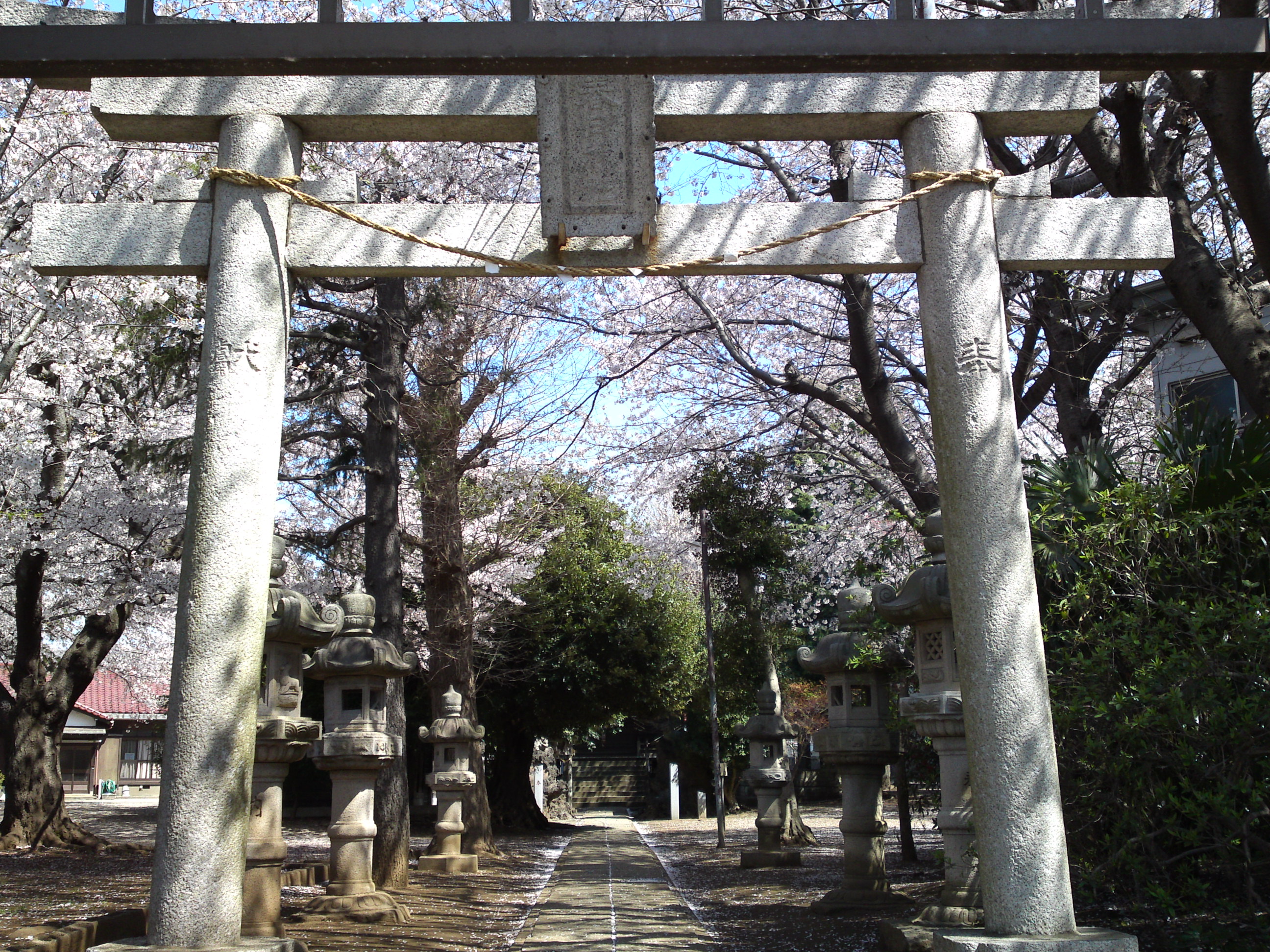 2019年春桜の花咲く曽谷春日神社２９
