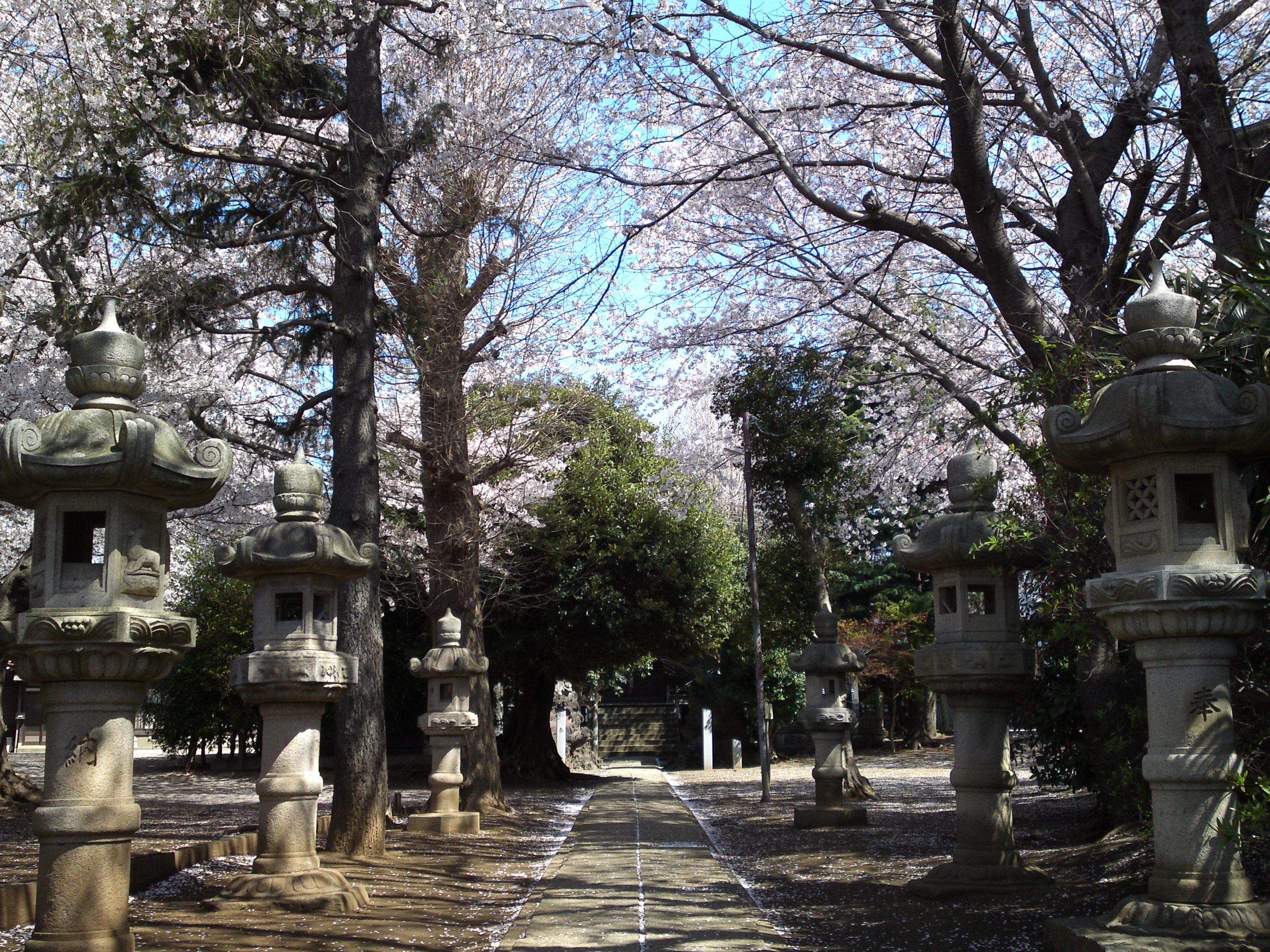 2019年春桜の花咲く曽谷春日神社３０