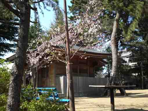 cherry blossoms in Kasuga Jinja in Shinden