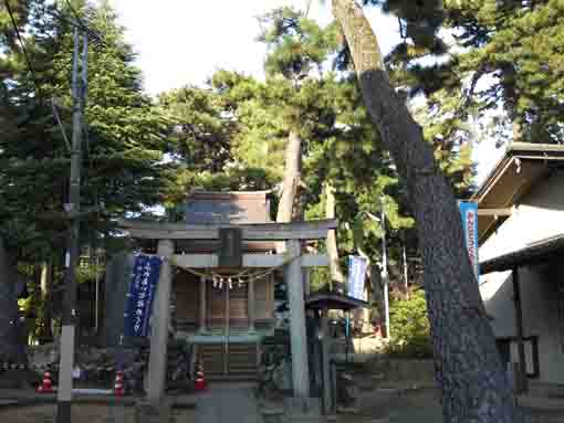 black pine trees over the torii gate