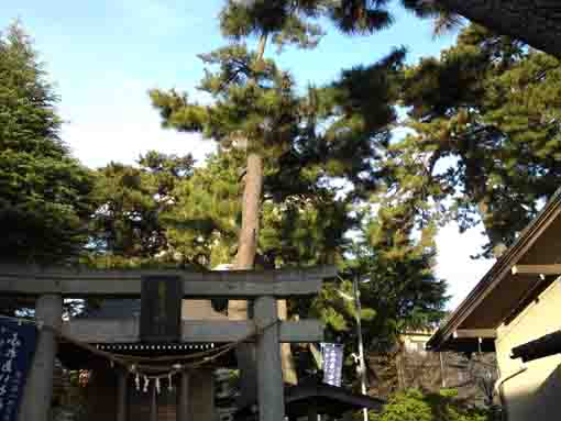 新田の春日神社の鳥居と黒松