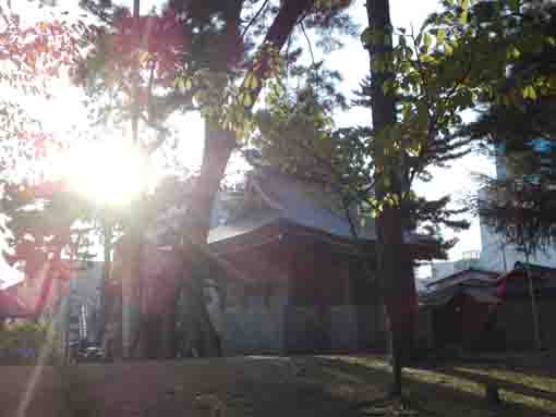 black pine trees in Kasuga Jinja in Shinden