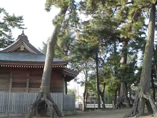 neagari no matsu in Kasuga Jinja