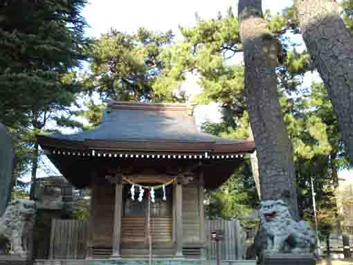 新田春日神社境内の黒松の巨木