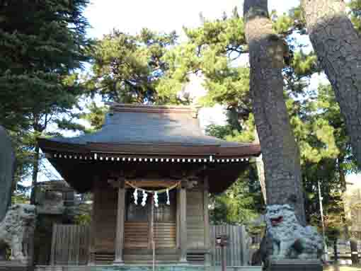 black pine trees over the main hall