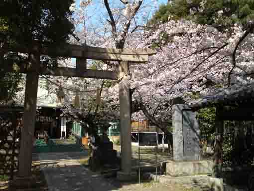 cherry blossoms in Shinkoiwa Katori Jinja