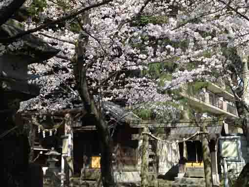 cherry blossoms blooming in Katori Jinja