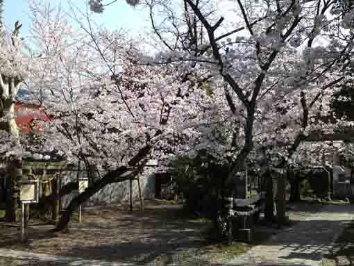 香取神社境内を飾る桜の木