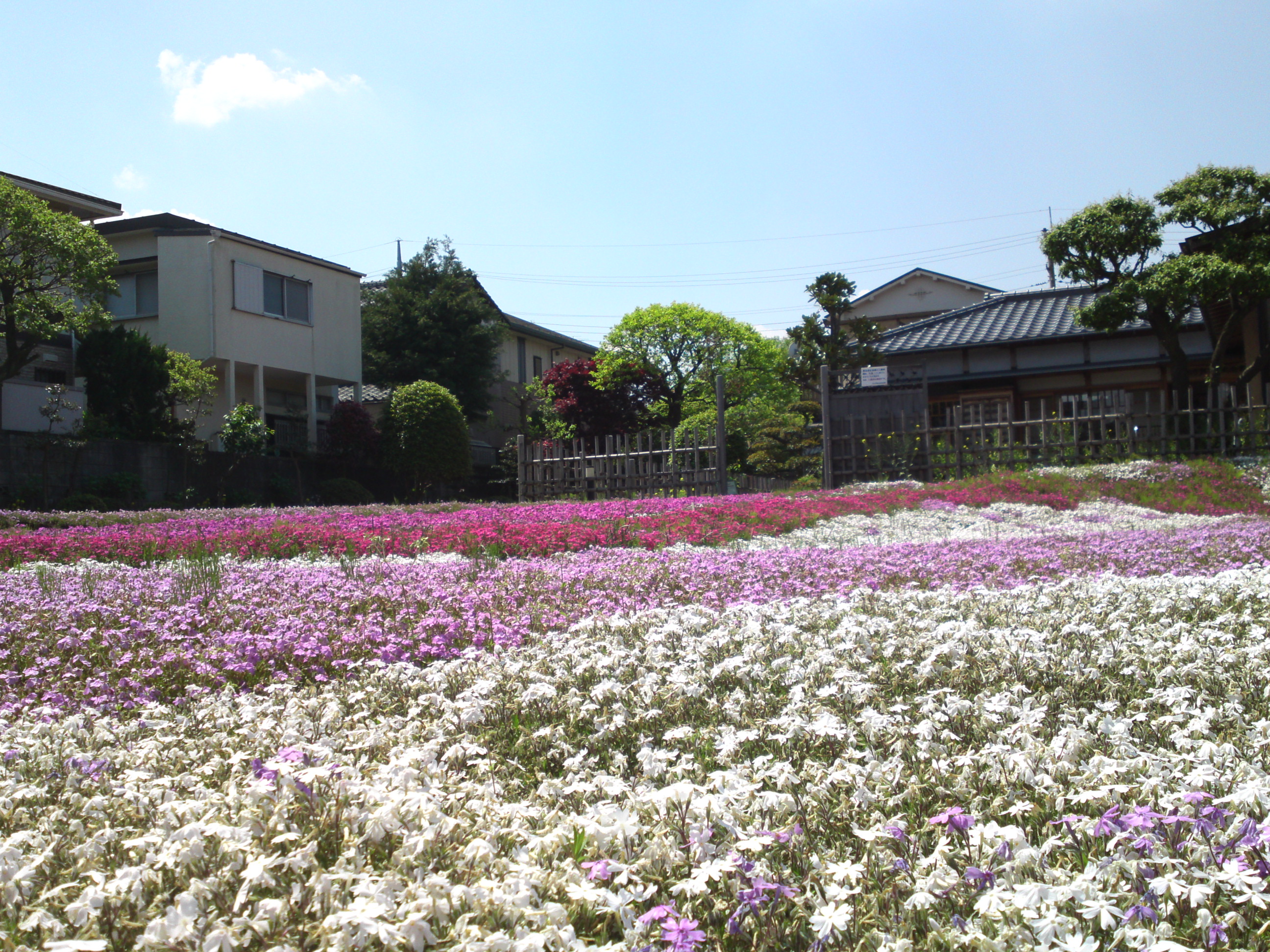 2015年郭沫若記念公園に咲く芝桜６