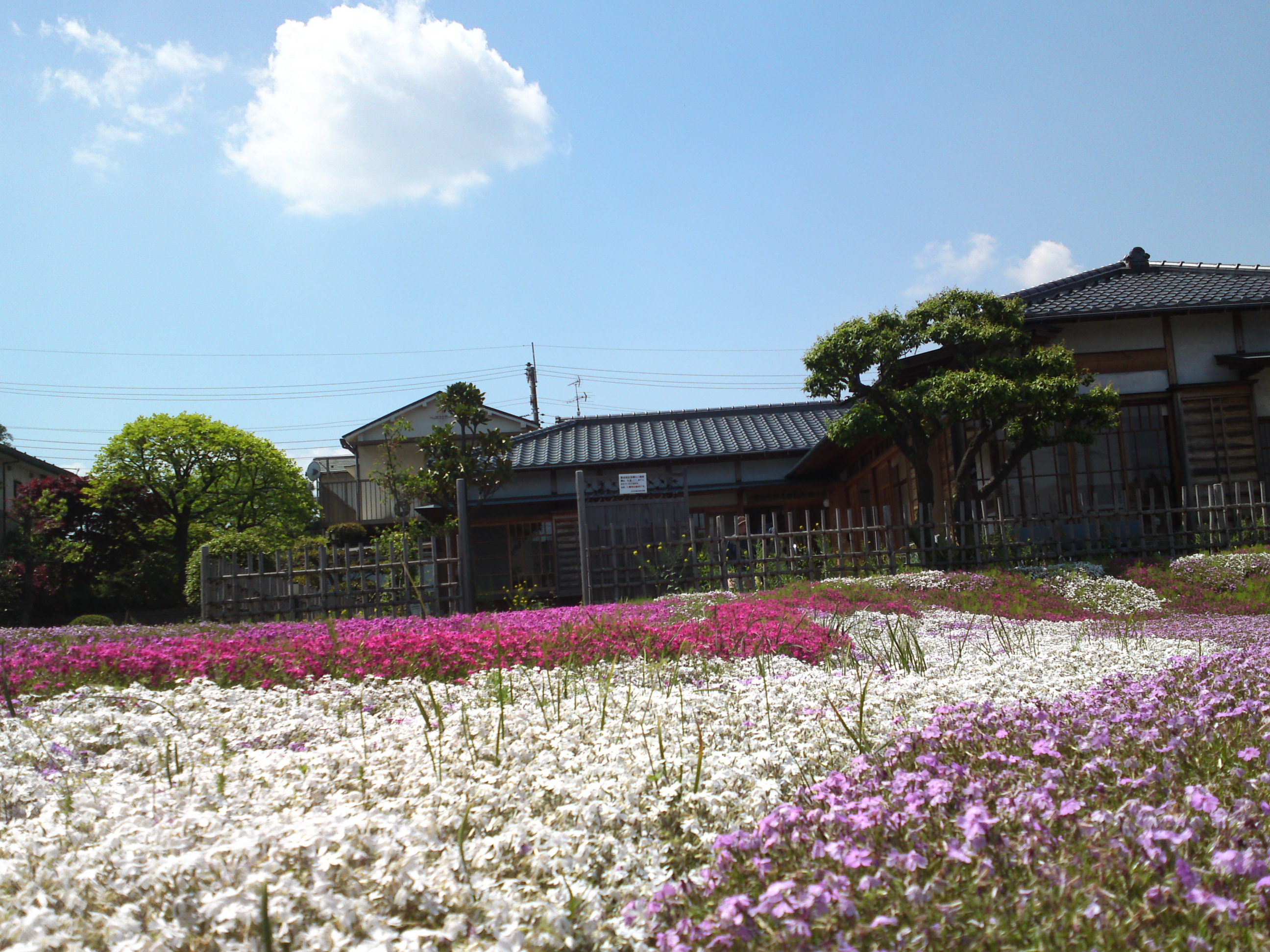 2015年郭沫若記念公園に咲く芝桜１０
