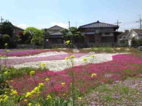 郭沫若記念公園の芝桜
