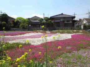 Guo Moruo Memorial Park with moss phloxes