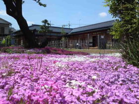 郭沫若記念公園の芝桜