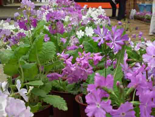 beautiful primroses in Hachimansama