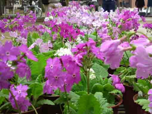 primroses exhibited in Katsushika Hachimangu