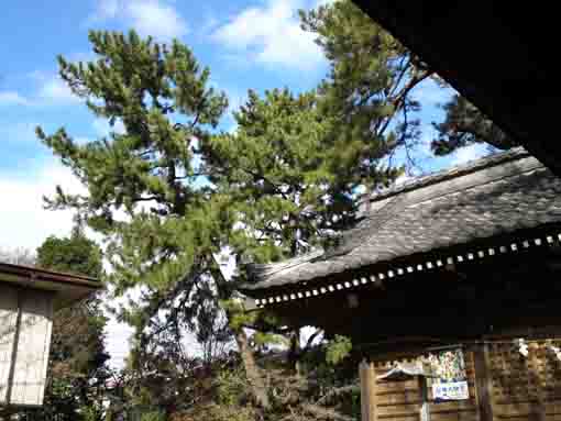 the black pine trees in Katsushika Jinja