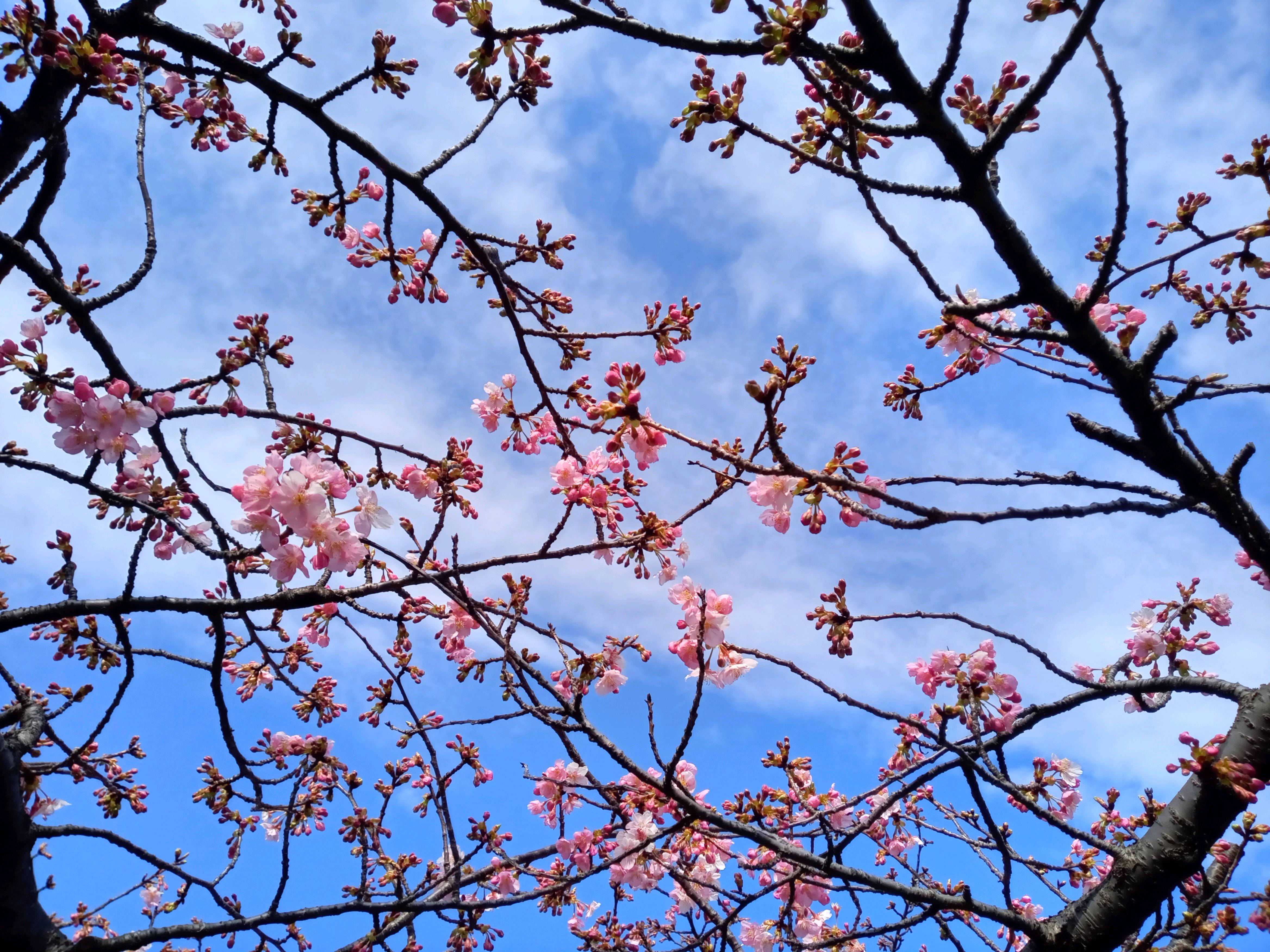 令和５年智泉院で開花した河津桜１