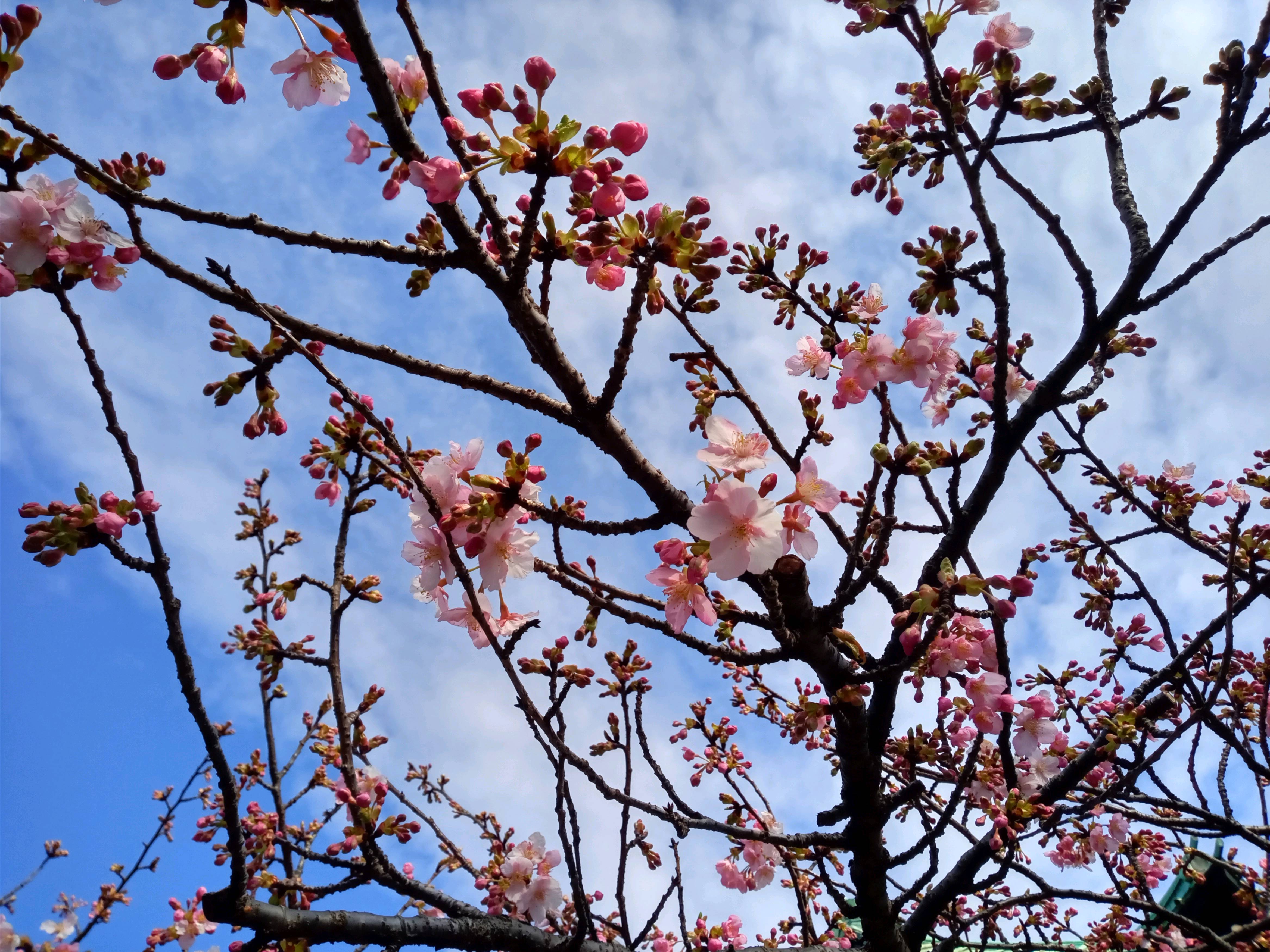 令和５年智泉院で開花した河津桜２