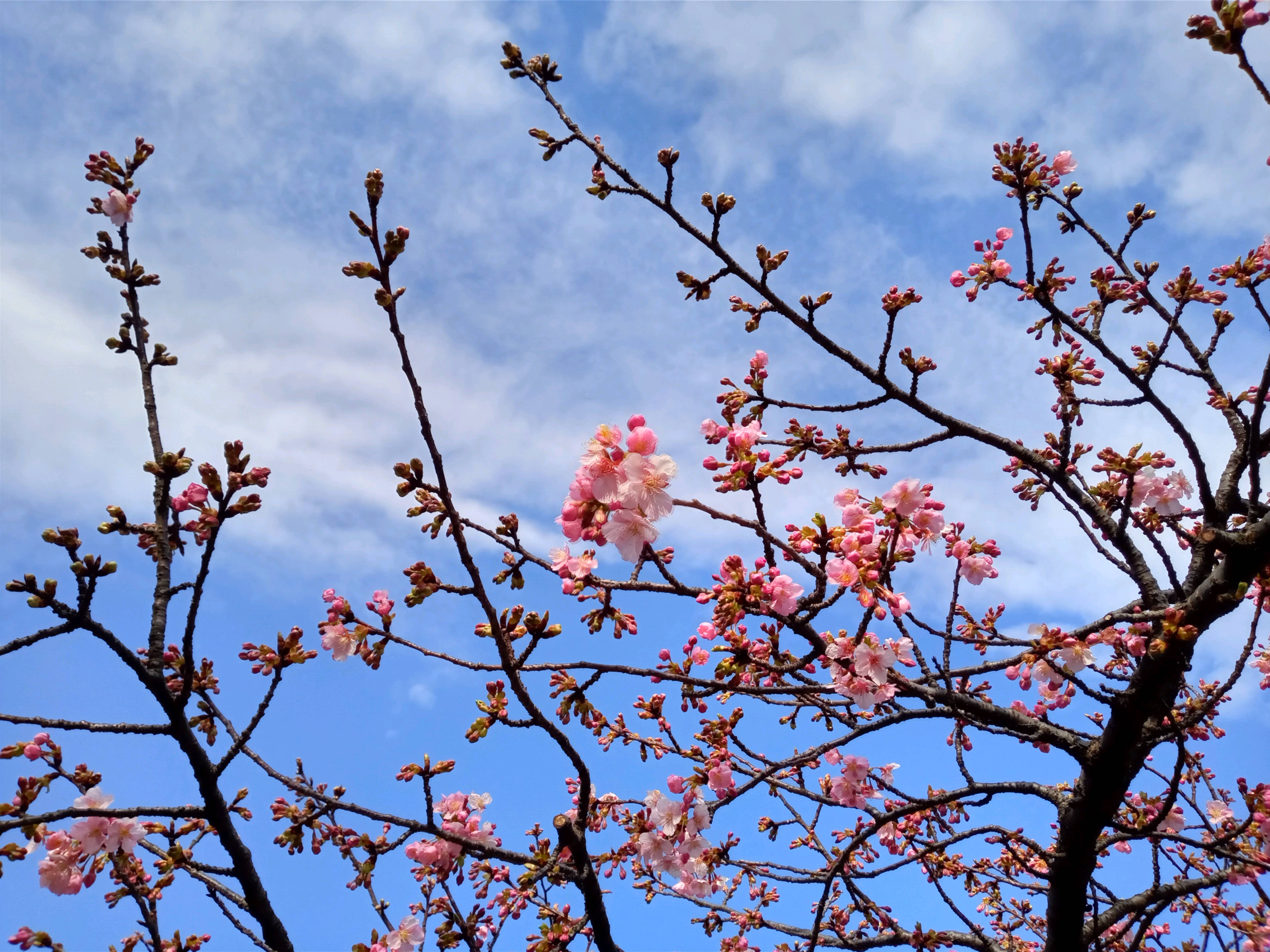 令和５年智泉院で開花した河津桜３