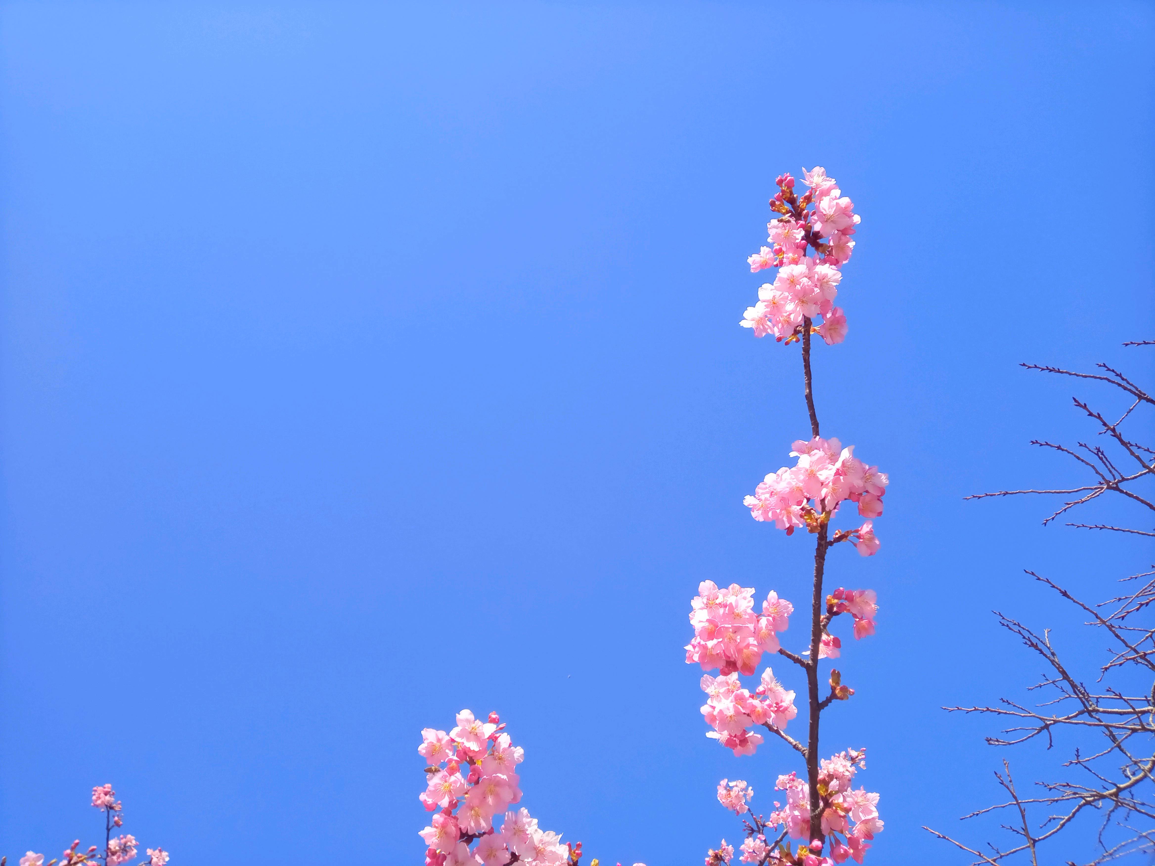 令和５年智泉院満開の河津桜４