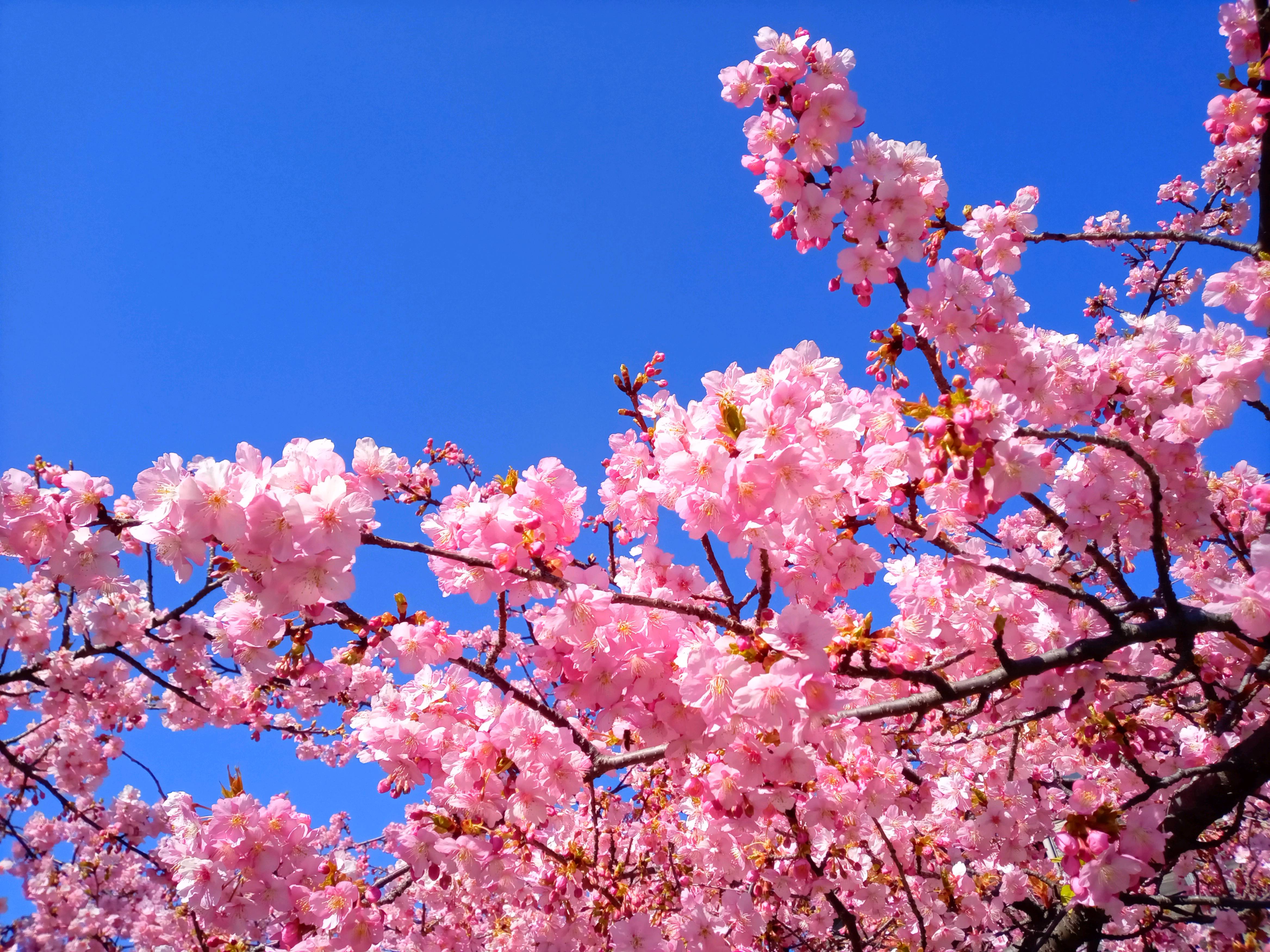 令和５年智泉院満開の河津桜５