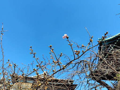 令和８年智泉院の河津桜の開花１